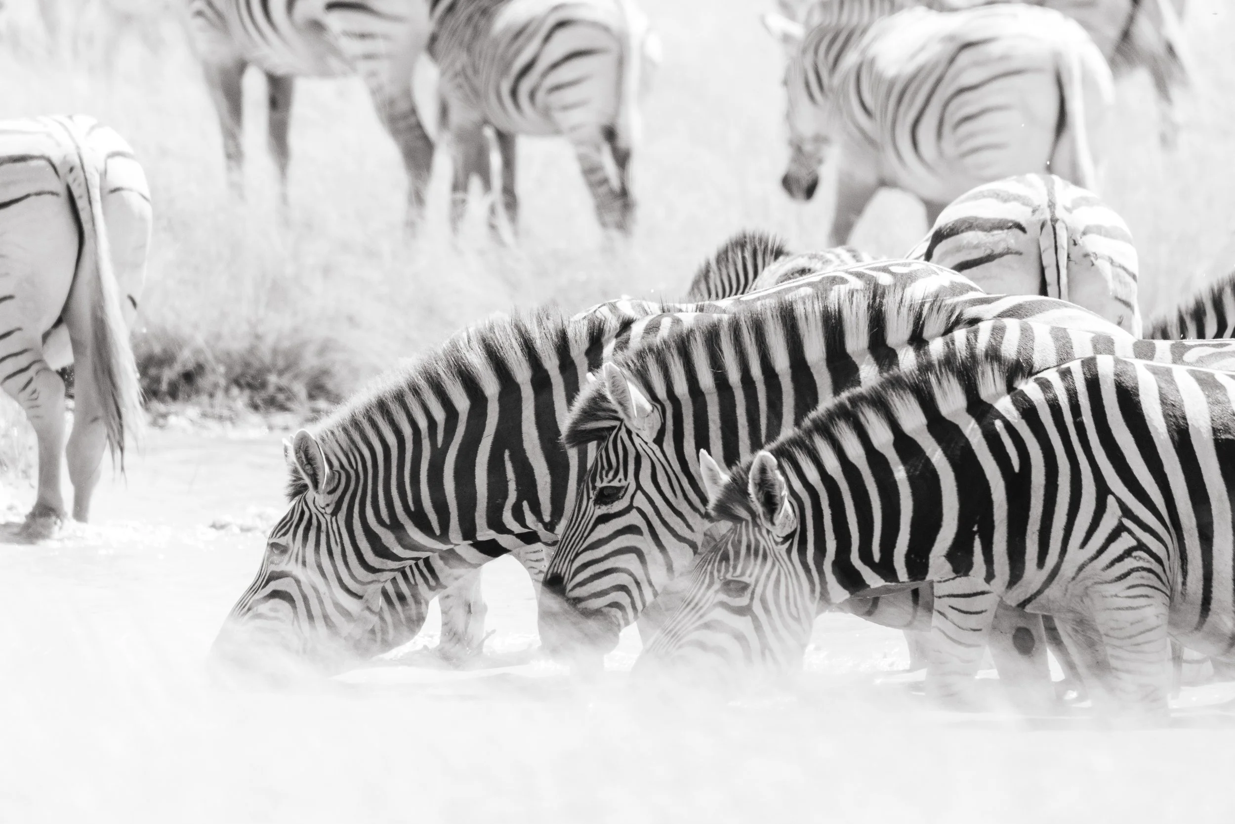 Group of zebras grazing and resting on snow-covered ground.