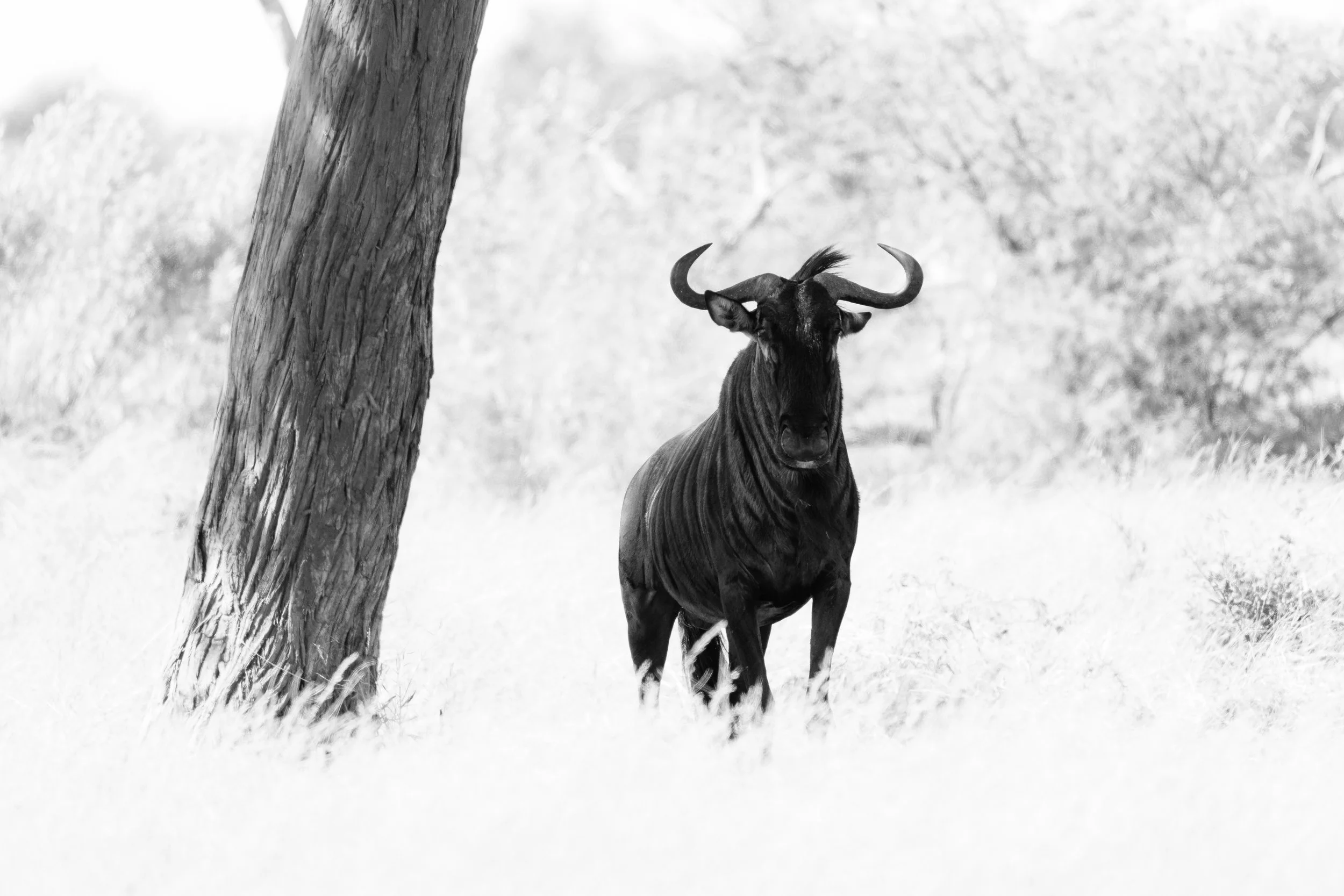 A black and white photo of a wildebeest standing on grass with a tree in the foreground, background blurred.