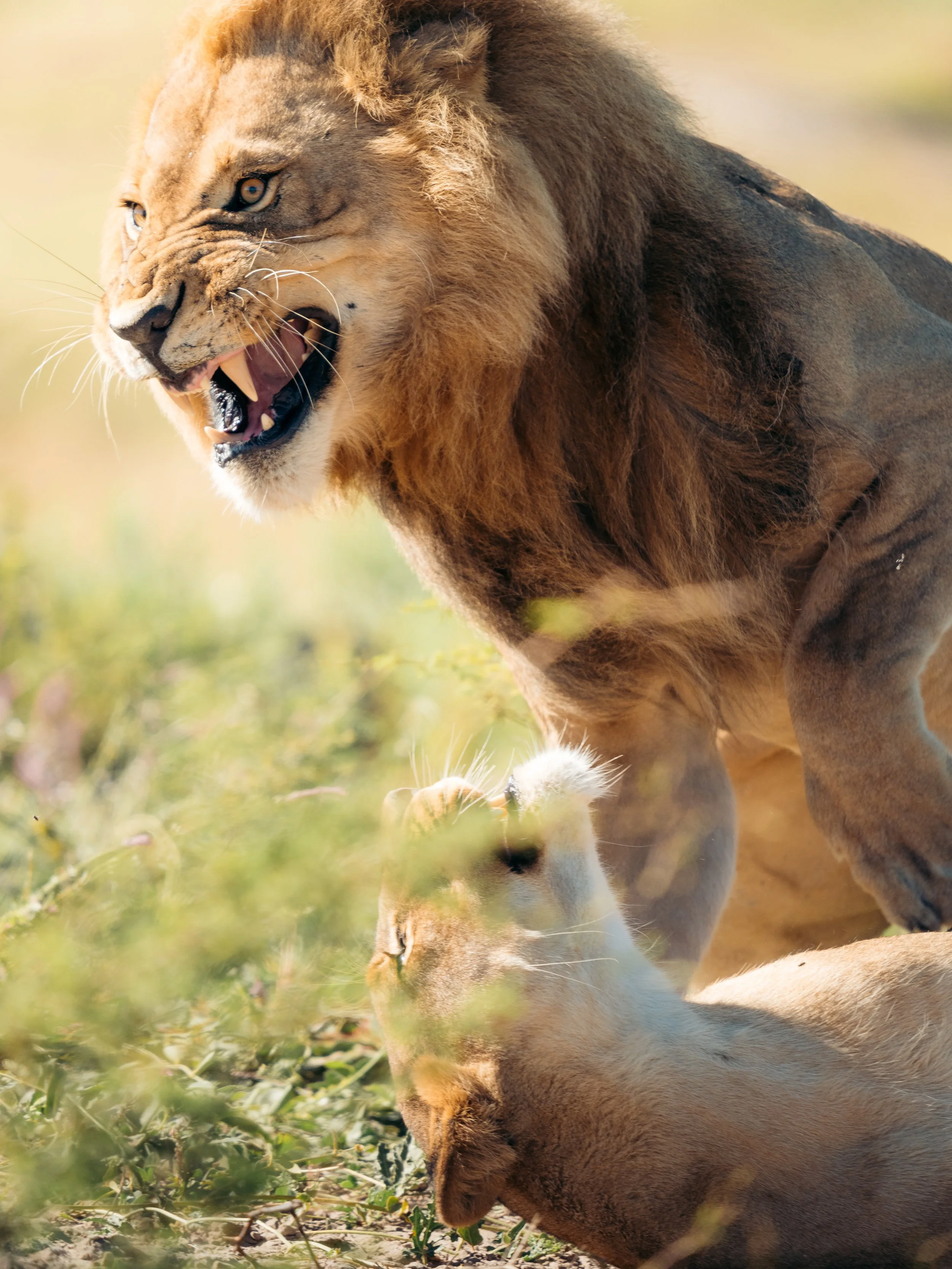 A male lion with a mane and a lion cub lying on the grass, cheetah in the background, trees and sky in the distance.