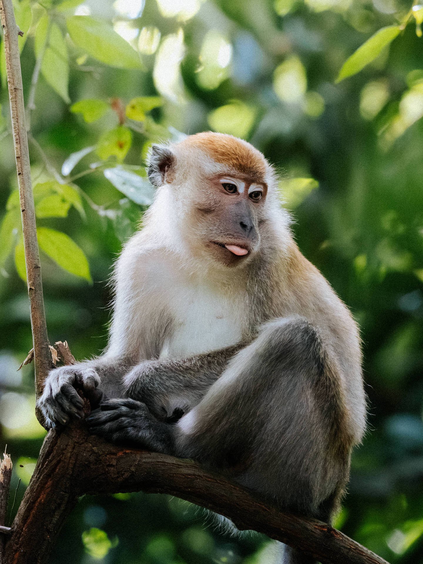 A monkey sitting on a tree branch with green foliage in the background, sticking out its tongue.