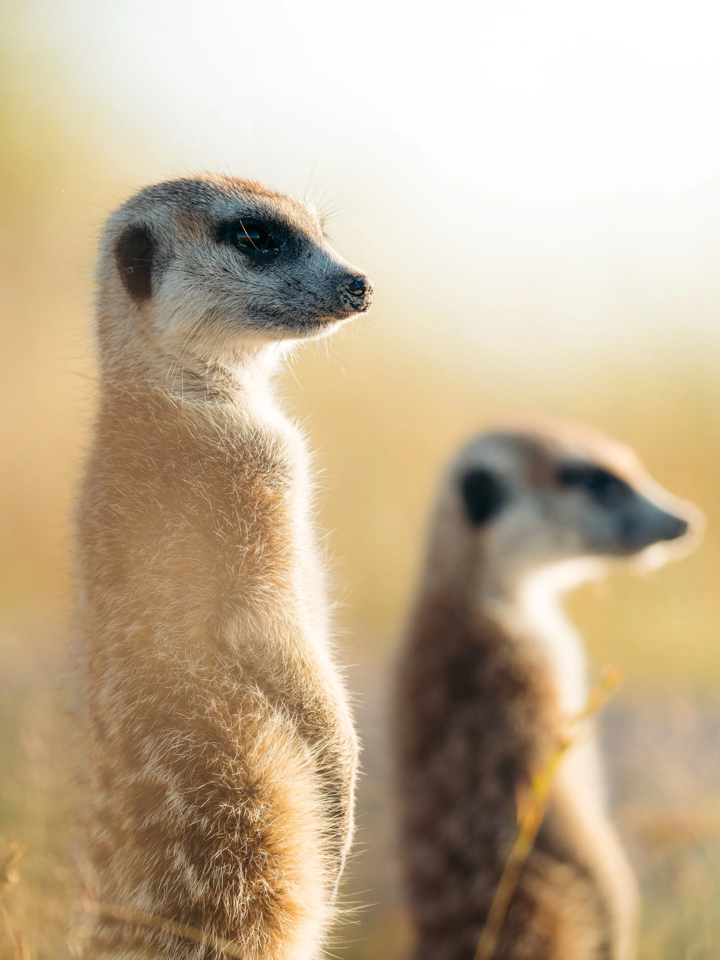 Close-up of a meerkat standing upright, with a blurred meerkat in the background, in natural sunlight.
