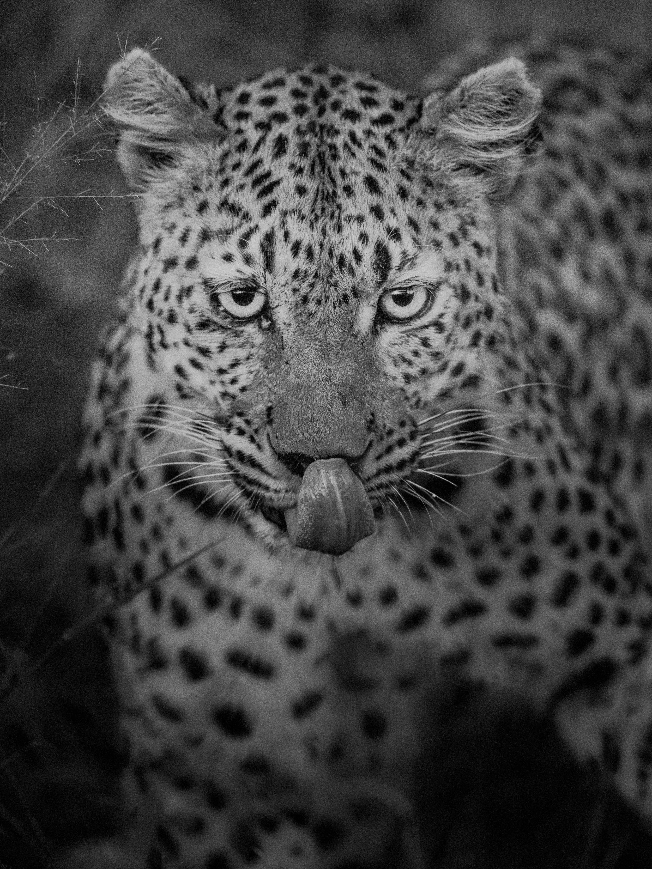 Close-up of a leopard's face with piercing eyes, covered in spots, with some grass visible on the left side, in black and white.