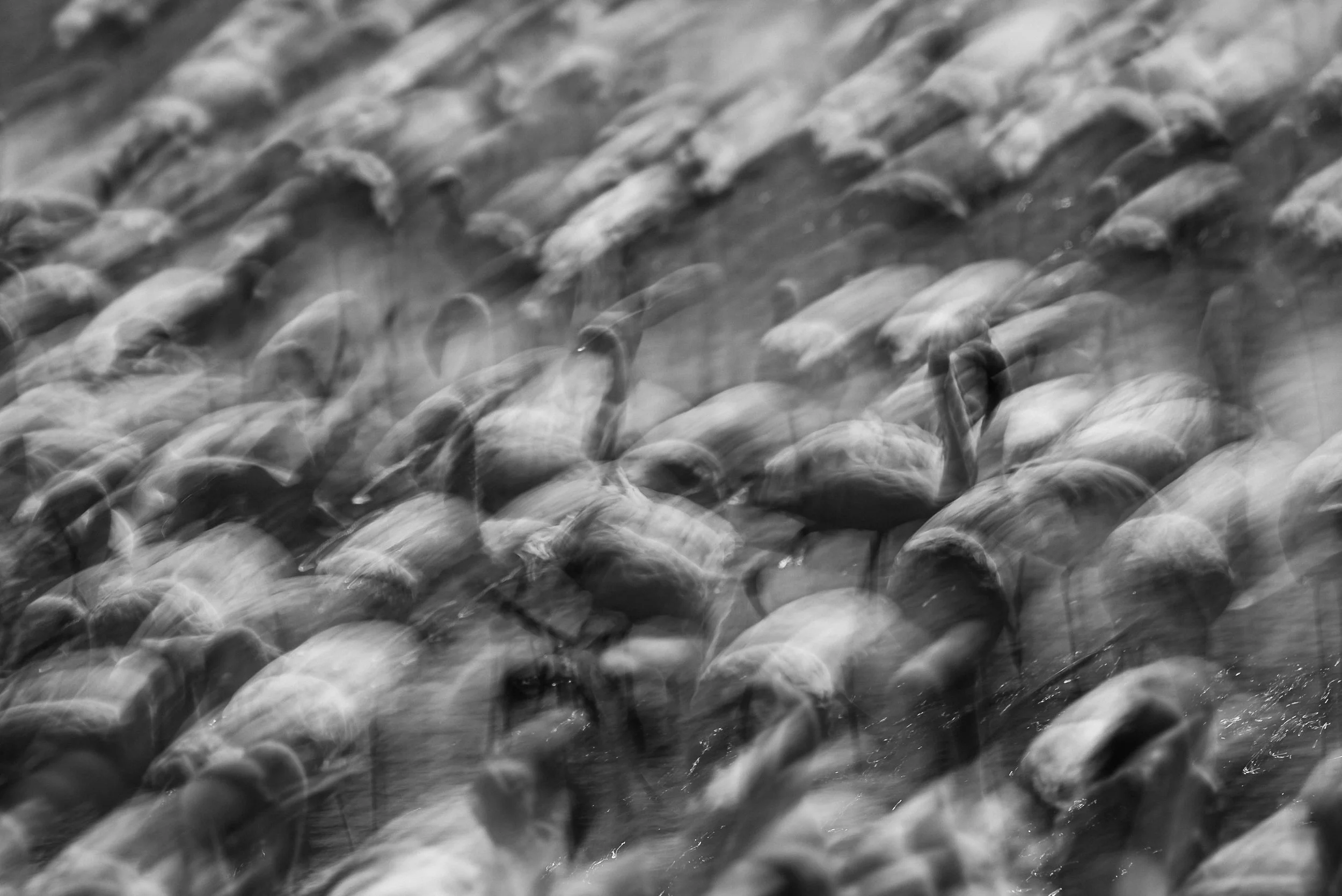 A large group of flamingos standing in shallow water, with some in motion creating a blurred effect.