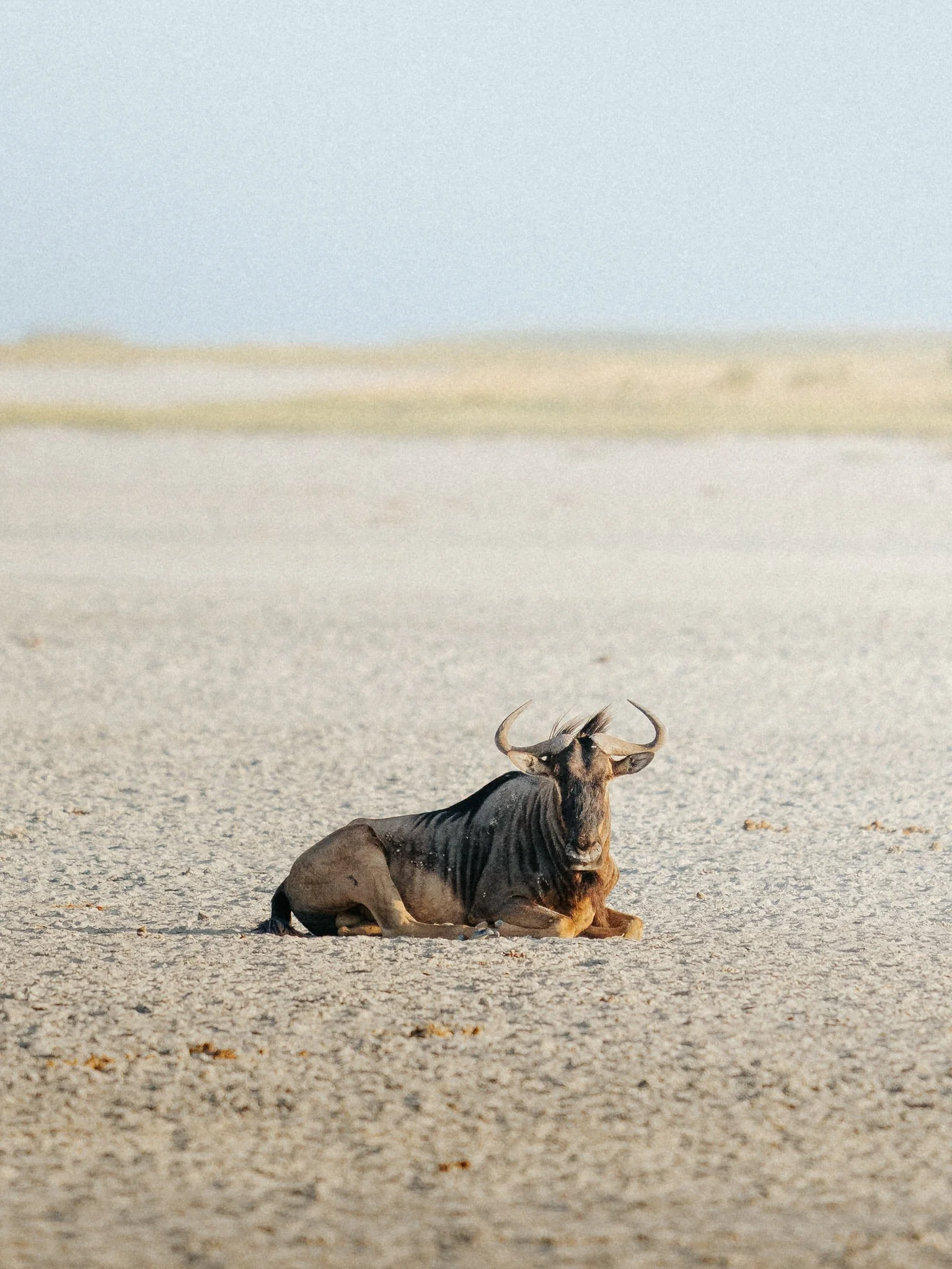 A lone wildebeest resting on a flat, sandy landscape with a distant horizon under a clear sky.
