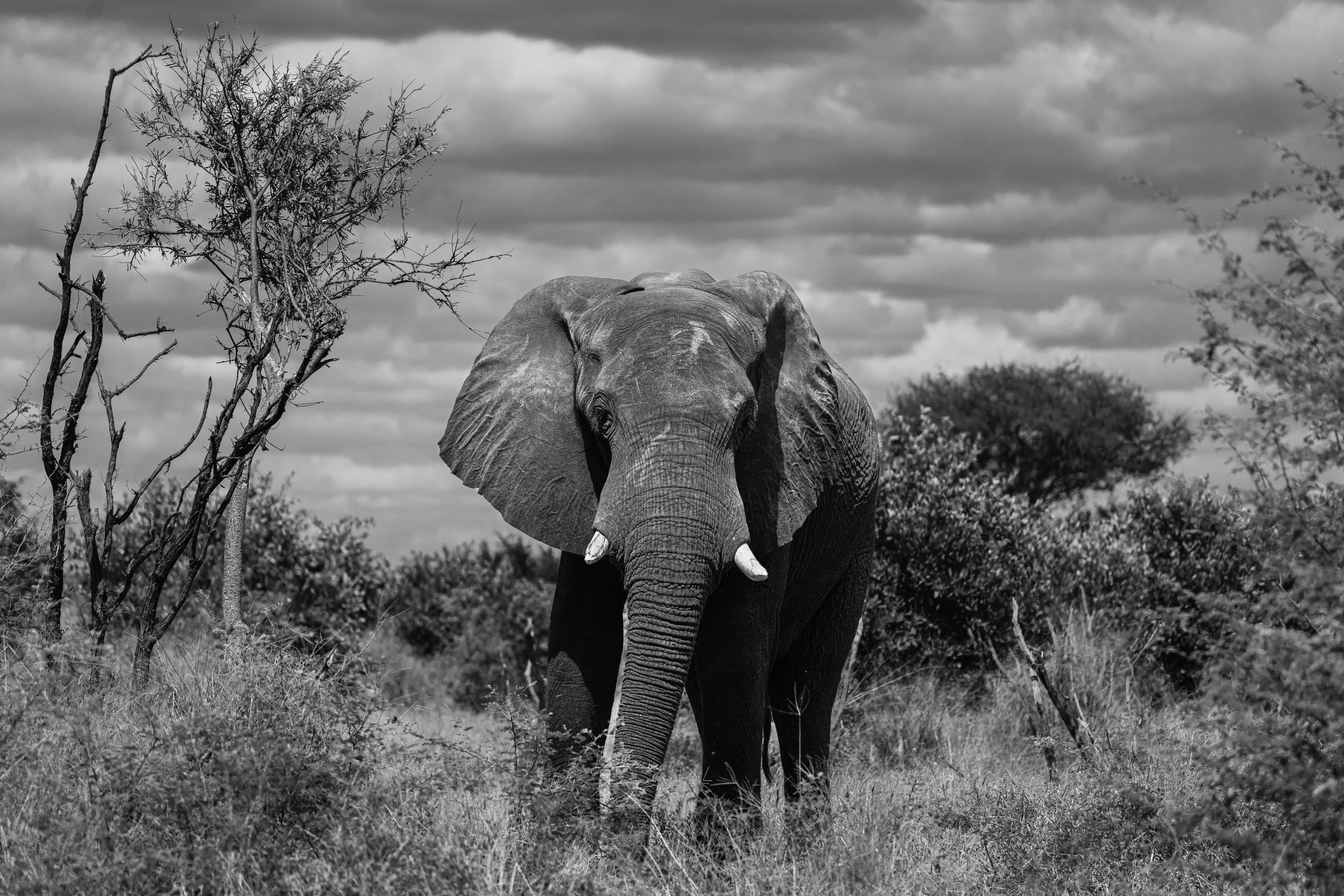 Black-and-white photo of an elephant standing in a natural habitat with trees and bushes, under a cloudy sky.