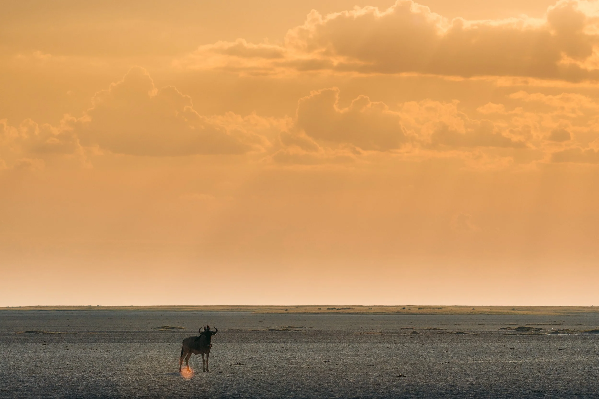 A lone animal standing on a vast, flat landscape at sunset with dramatic orange clouds overhead.