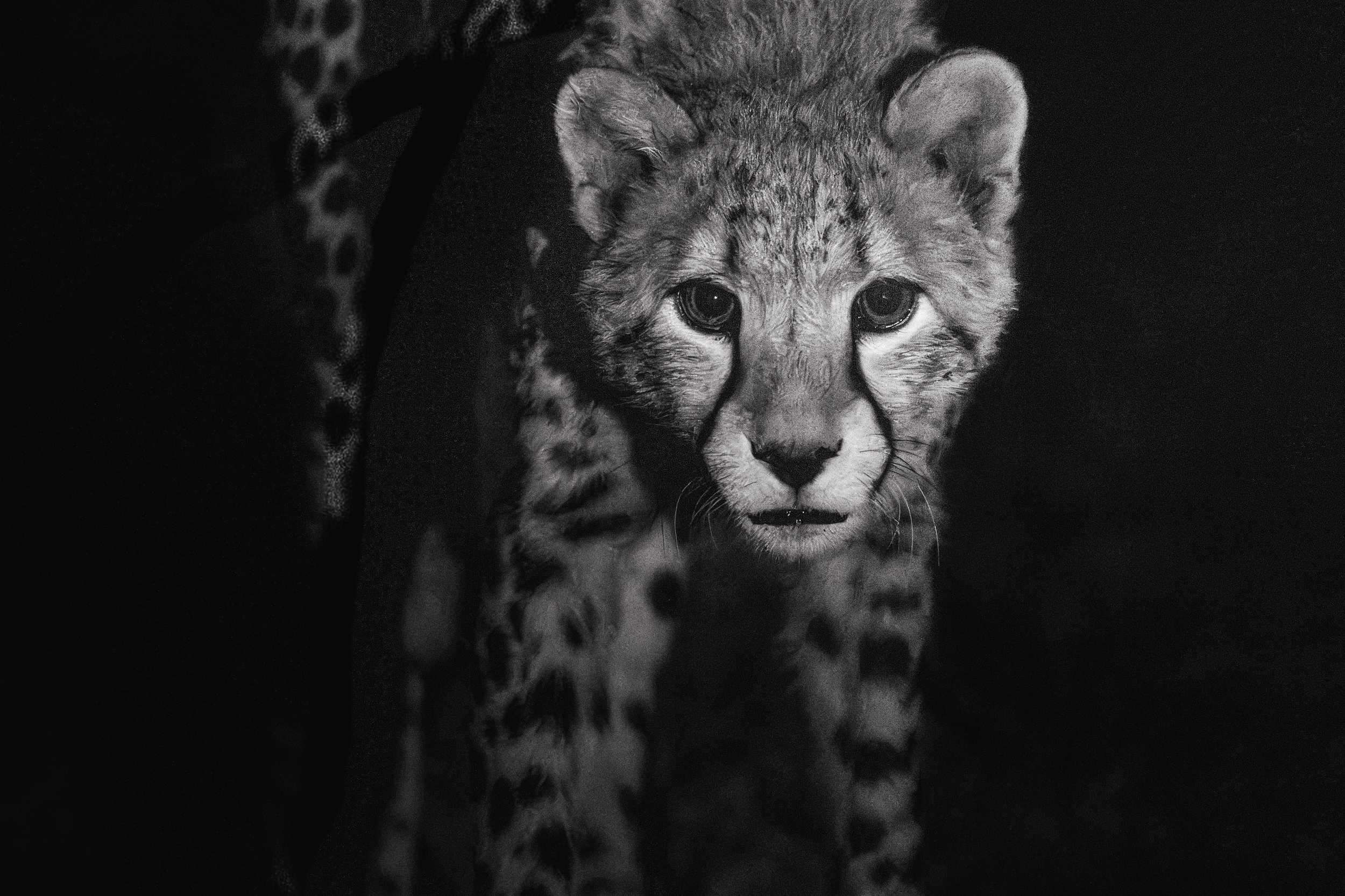 Black and white photograph of a young lion cub with large eyes, looking directly at the camera, with a dark background.