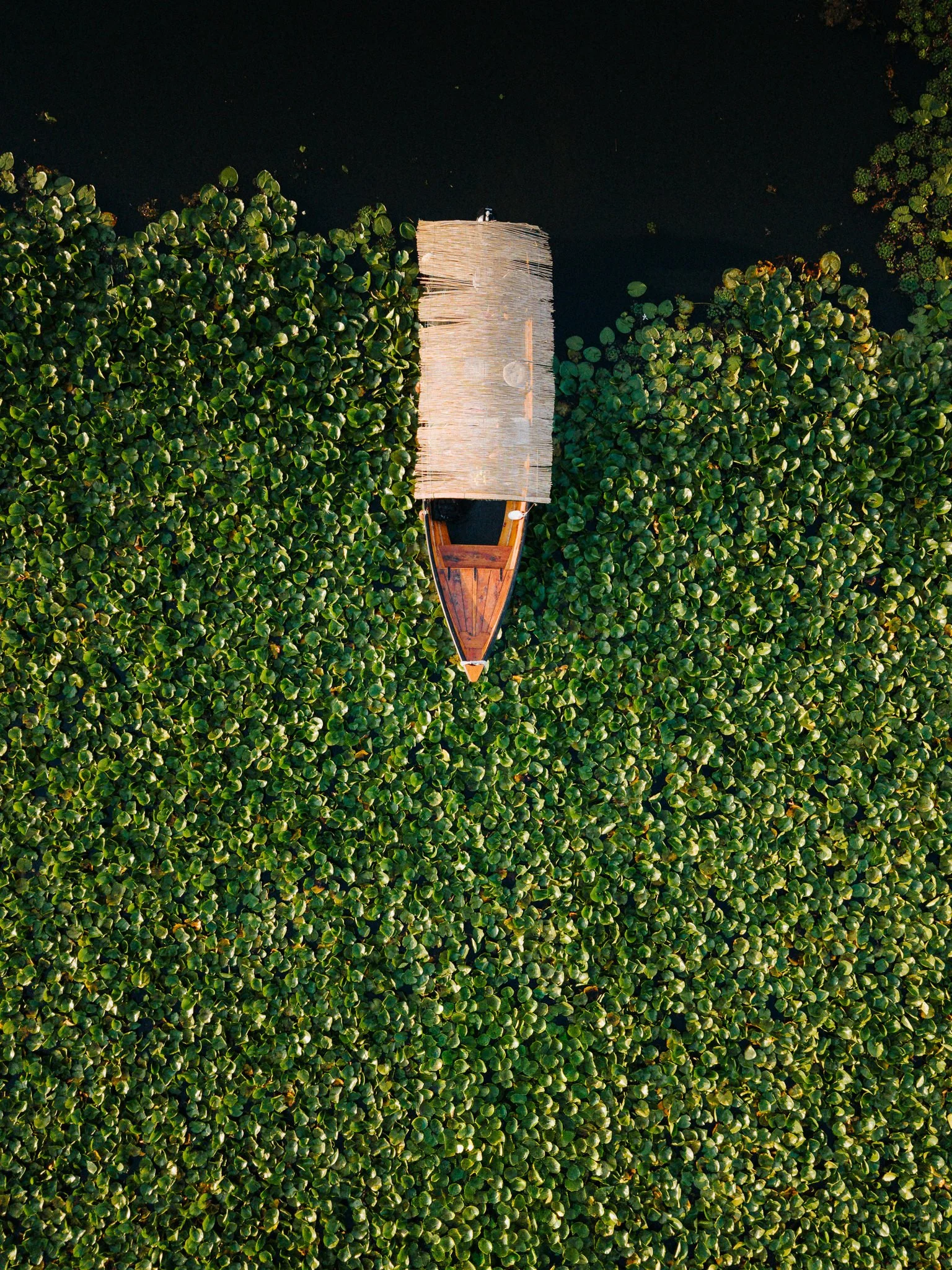 Top-down aerial view of a boat with a thatched roof floating on a dark water body surrounded by dense green lily pads.