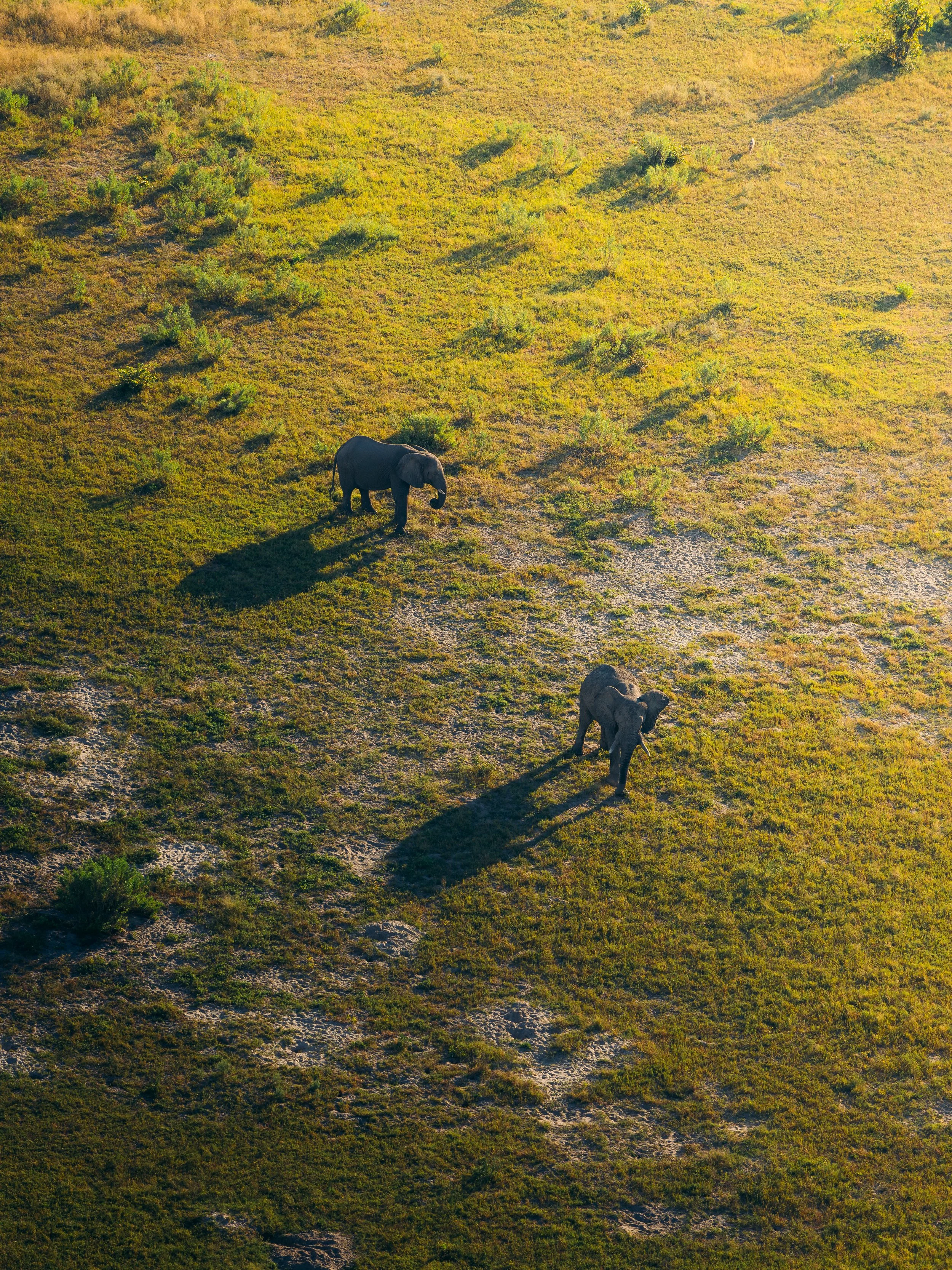 Two elephants walking in a grassy savannah during daylight.