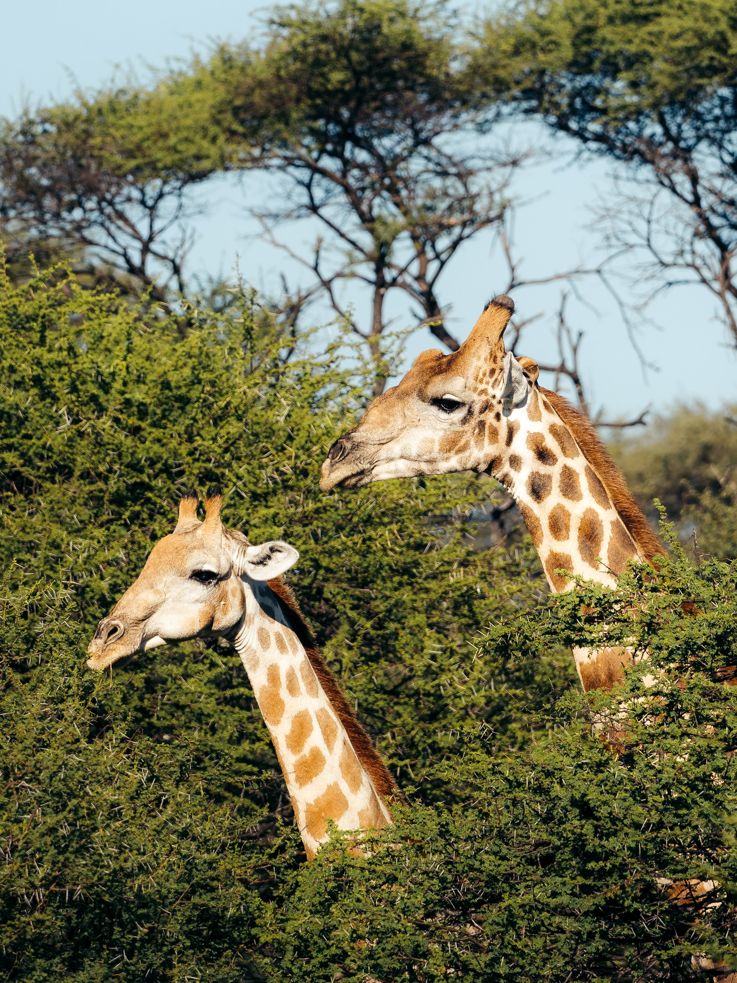 Two giraffes are seen among green bushes and trees, with a clear blue sky in the background.