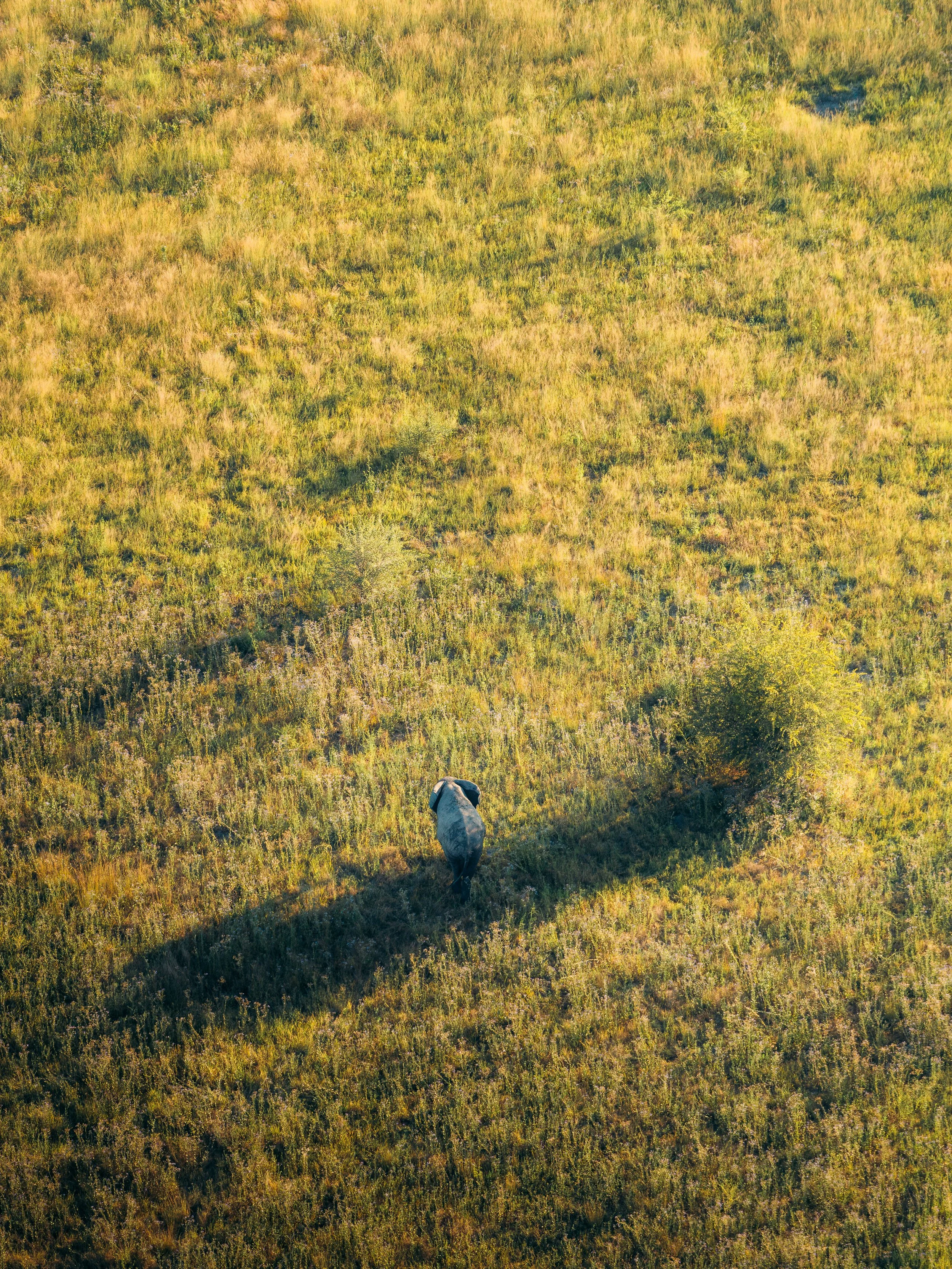 A lone cow walking through a yellow-green grassy field under bright sunlight.