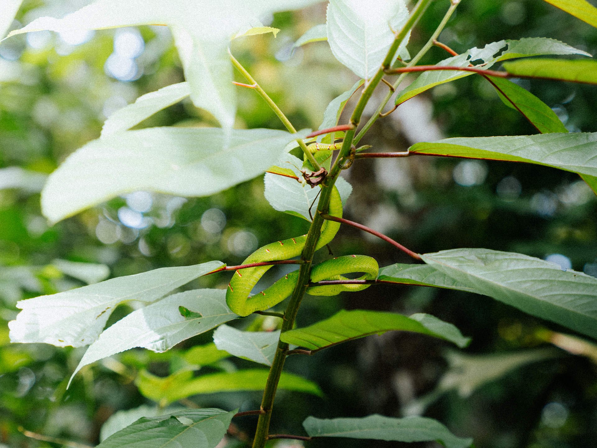 Green caterpillar on a leafy plant with green and white leaves.