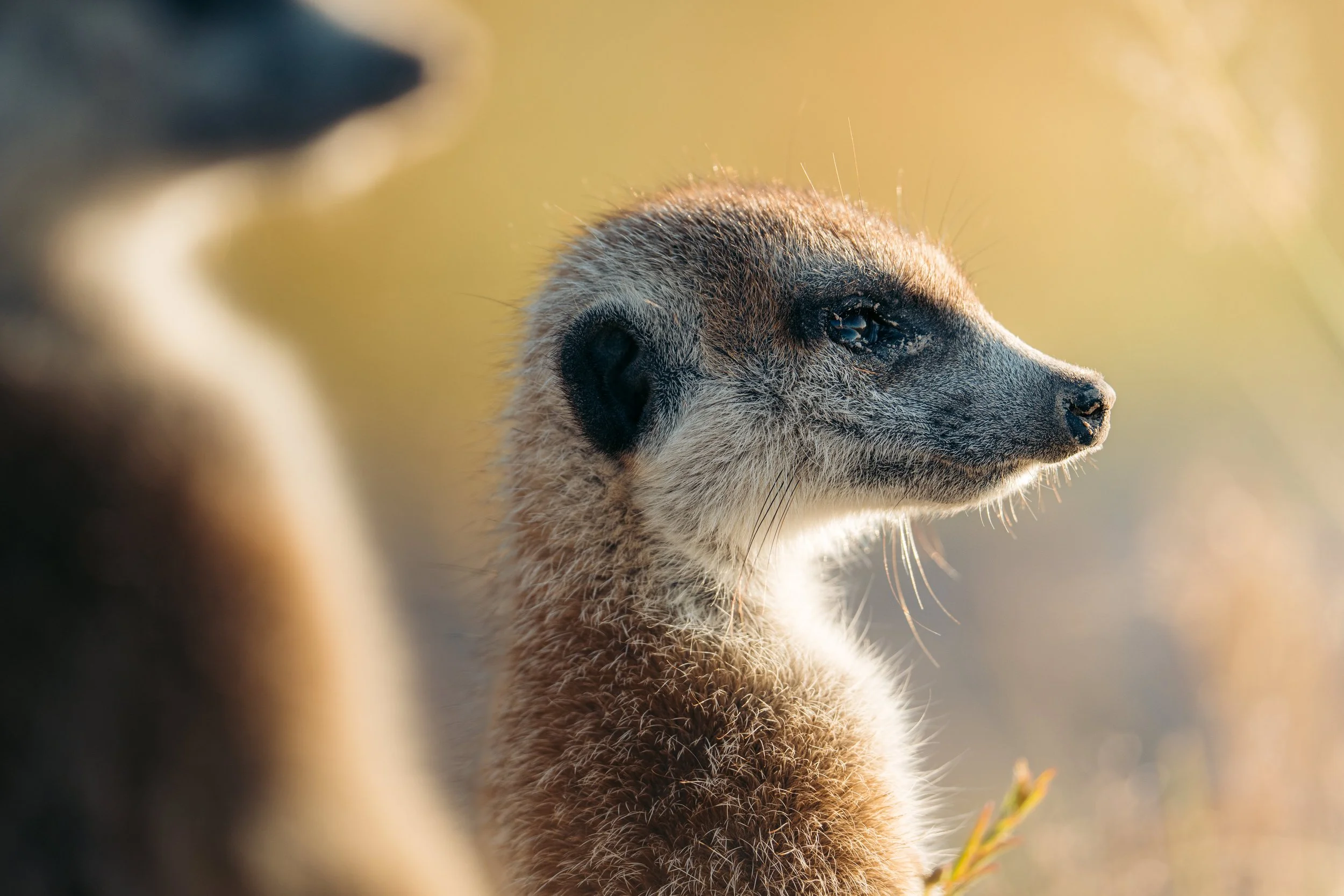 Close-up of a meerkat's face, looking to the right with sunlight highlighting its fur, with blurred background.