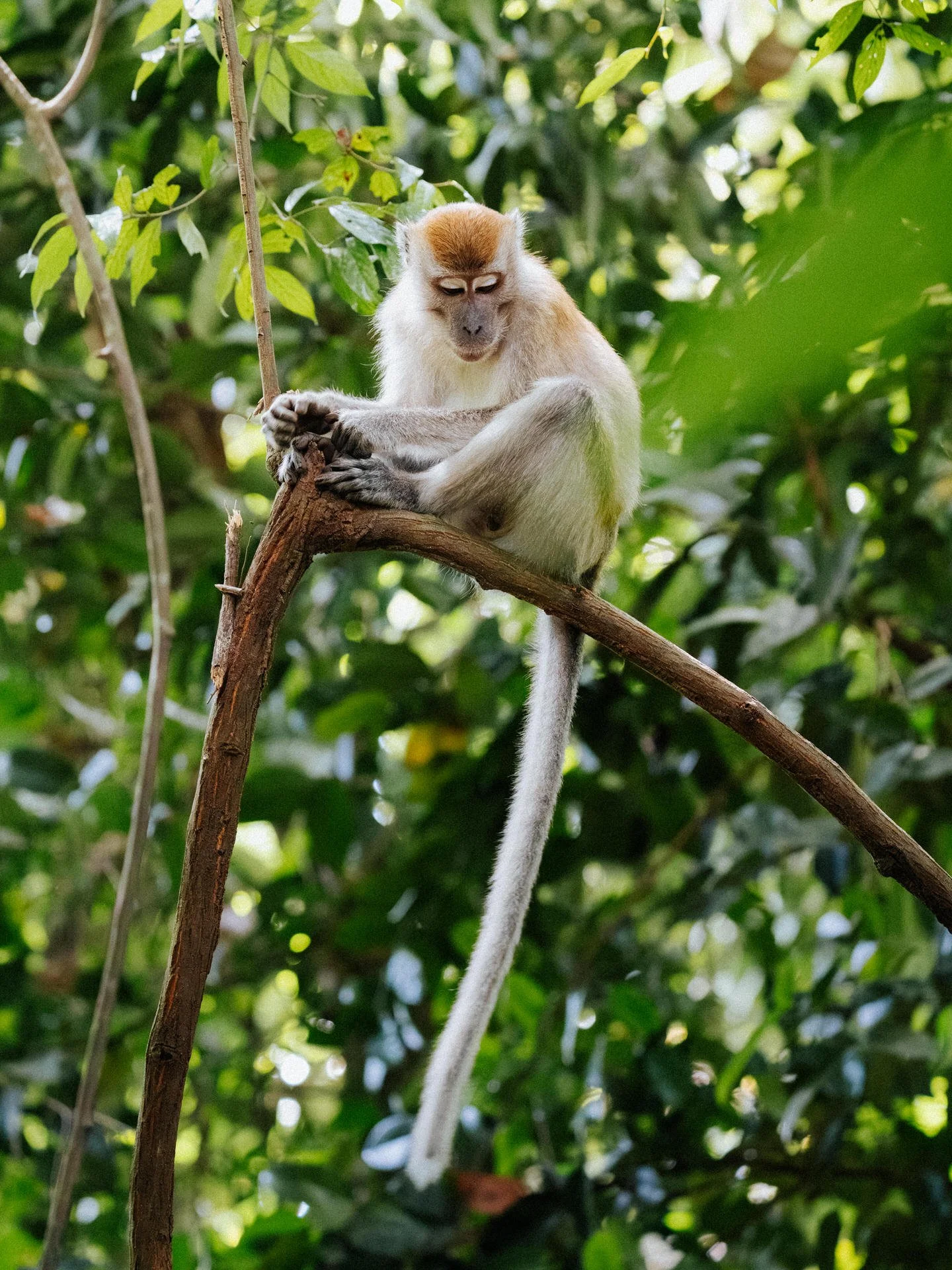 A small monkey with white fur on its tail and light brown fur on its head and back, sitting on a branch in a lush green forest, holding the branch with both hands.
