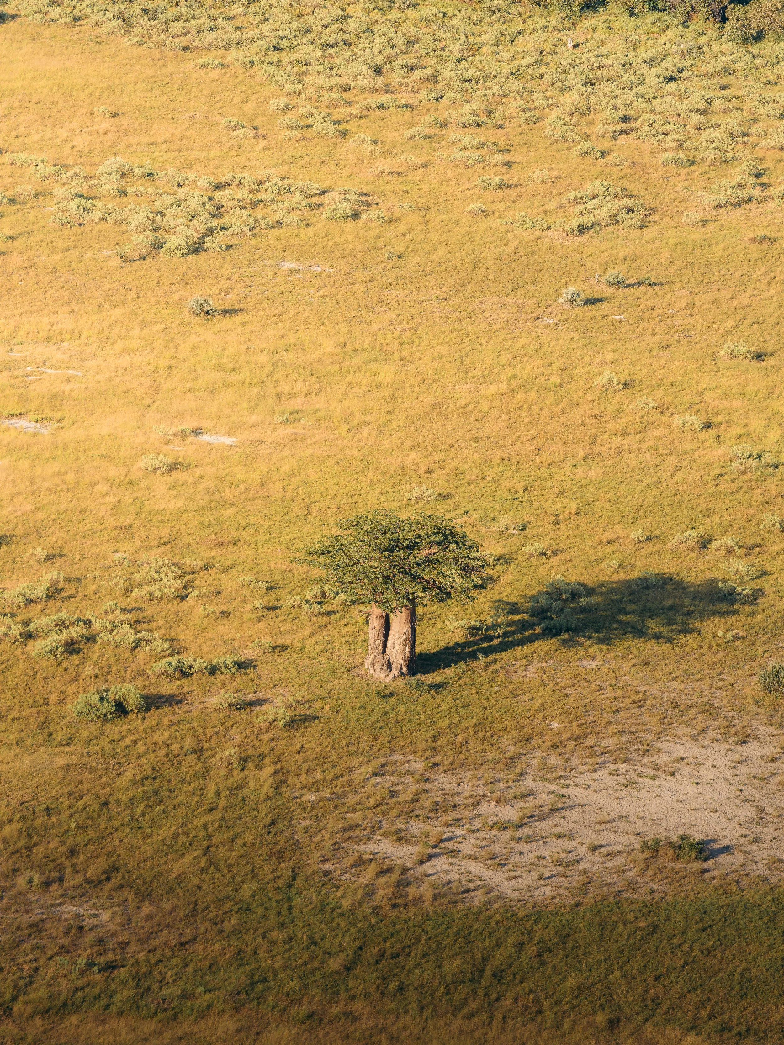 A lone tree standing on a grassy hillside with scattered small bushes, under a clear sky.