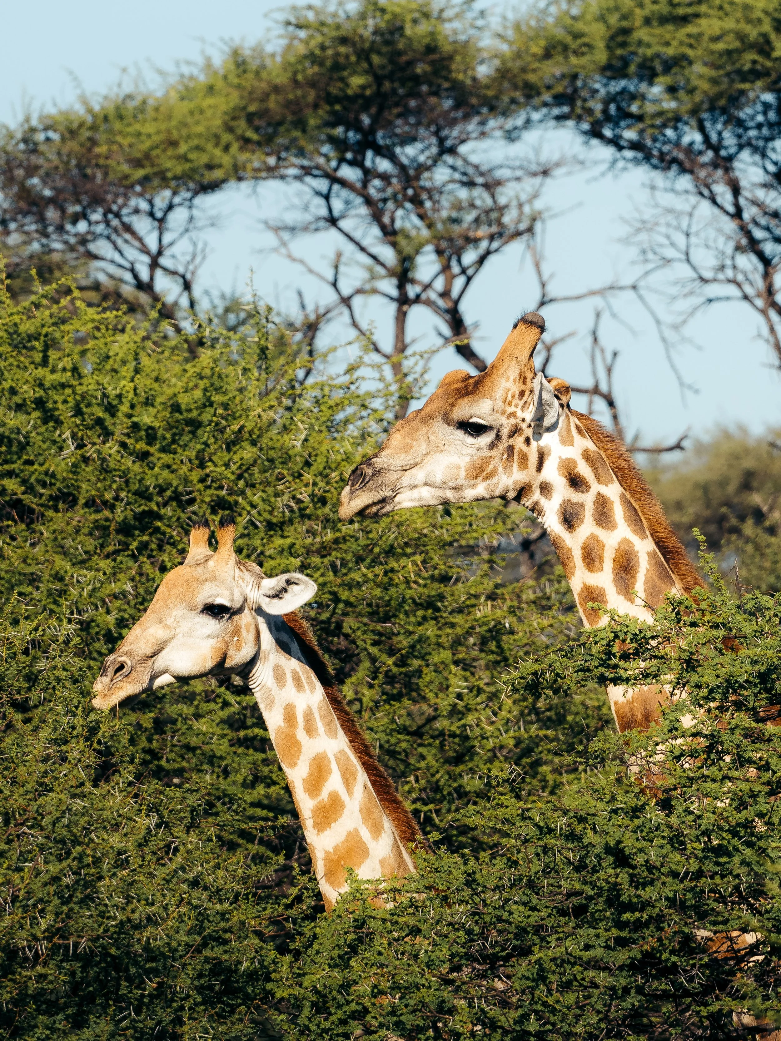 Two giraffes among green bushes and trees against a blue sky.