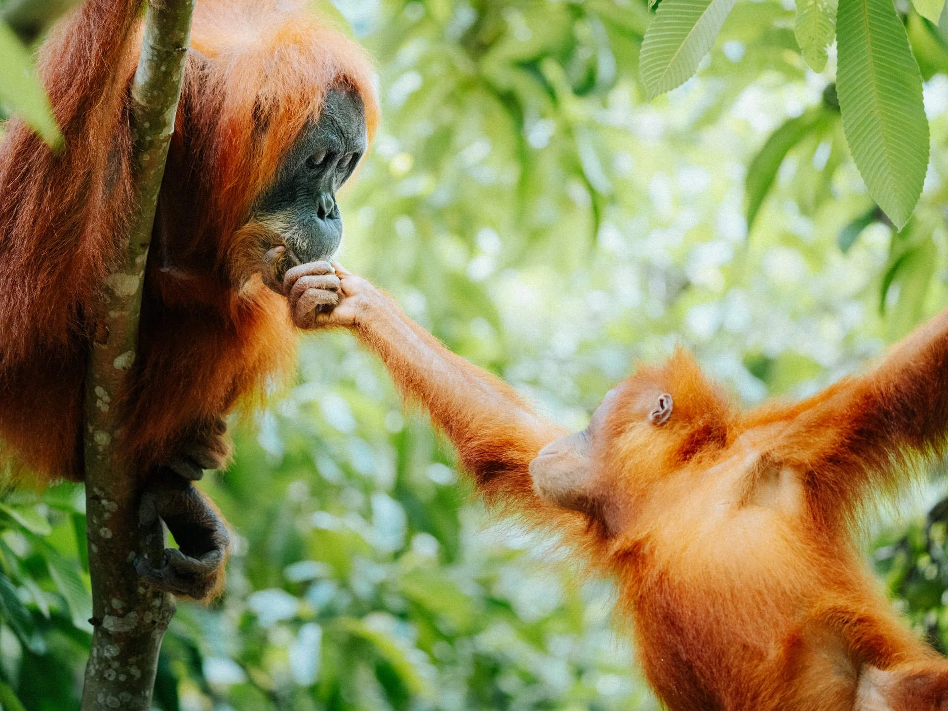 Two orangutan babies reaching out and touching hands while climbing in a green, leafy jungle.