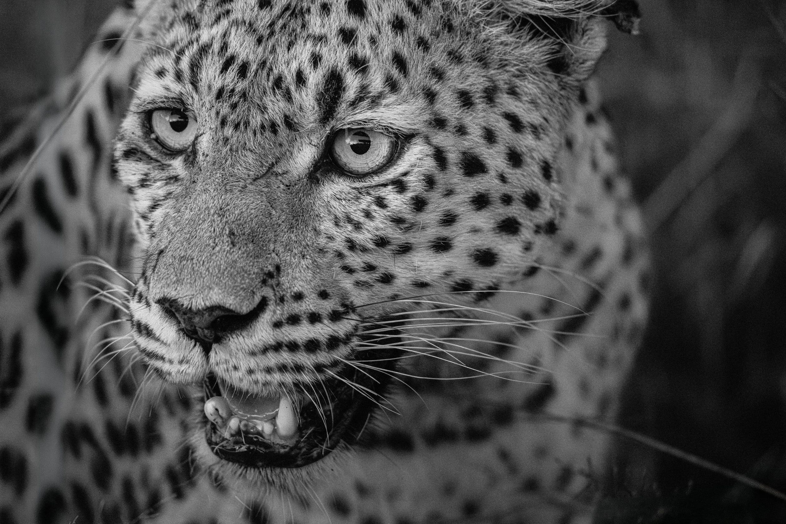 Close-up of a leopard's face with intense eyes, black spots, and fur texture in black and white.