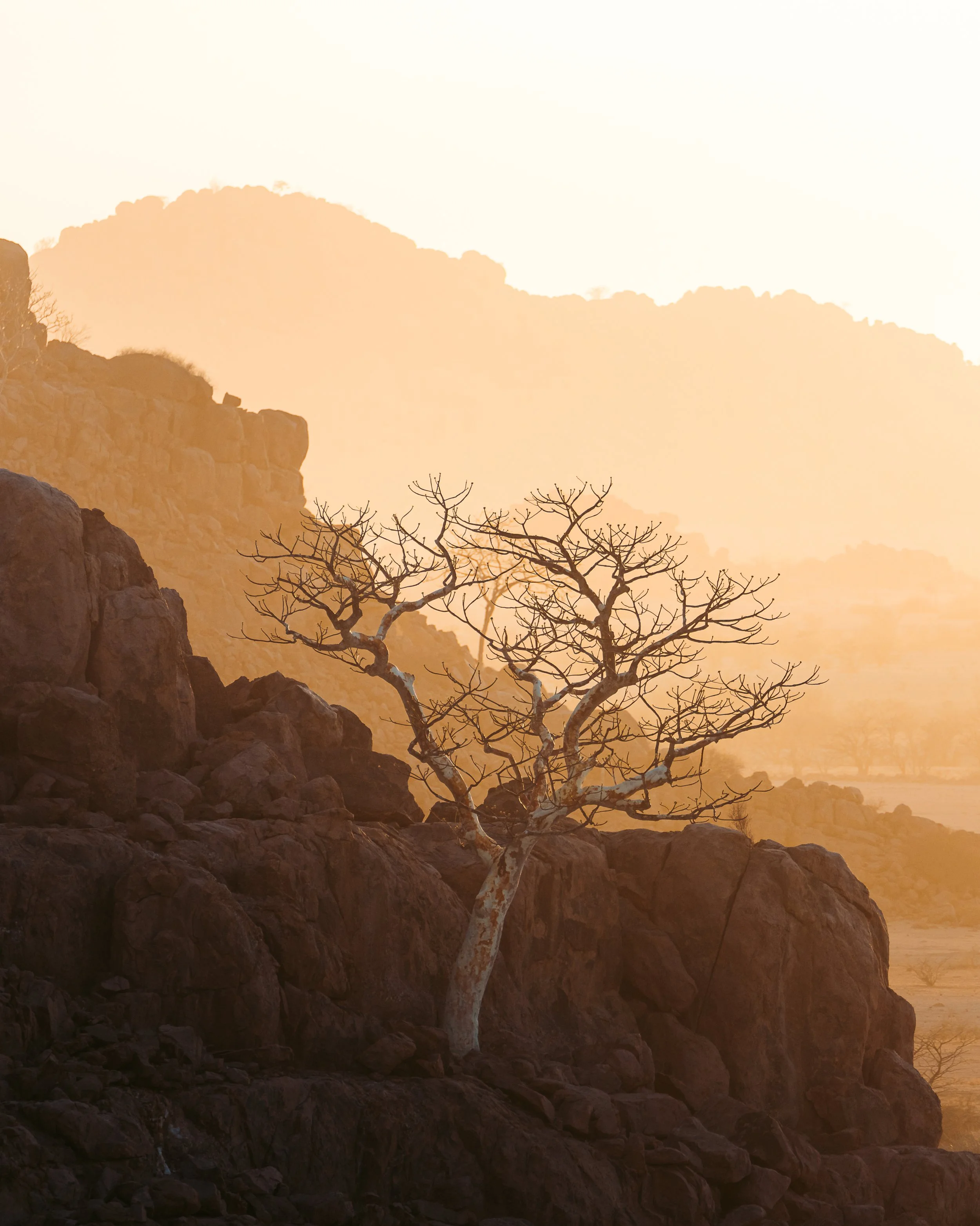 A solitary, leafless tree growing among dark rocks in a desert landscape illuminated by a warm, hazy, orange glow with mountains in the distance.