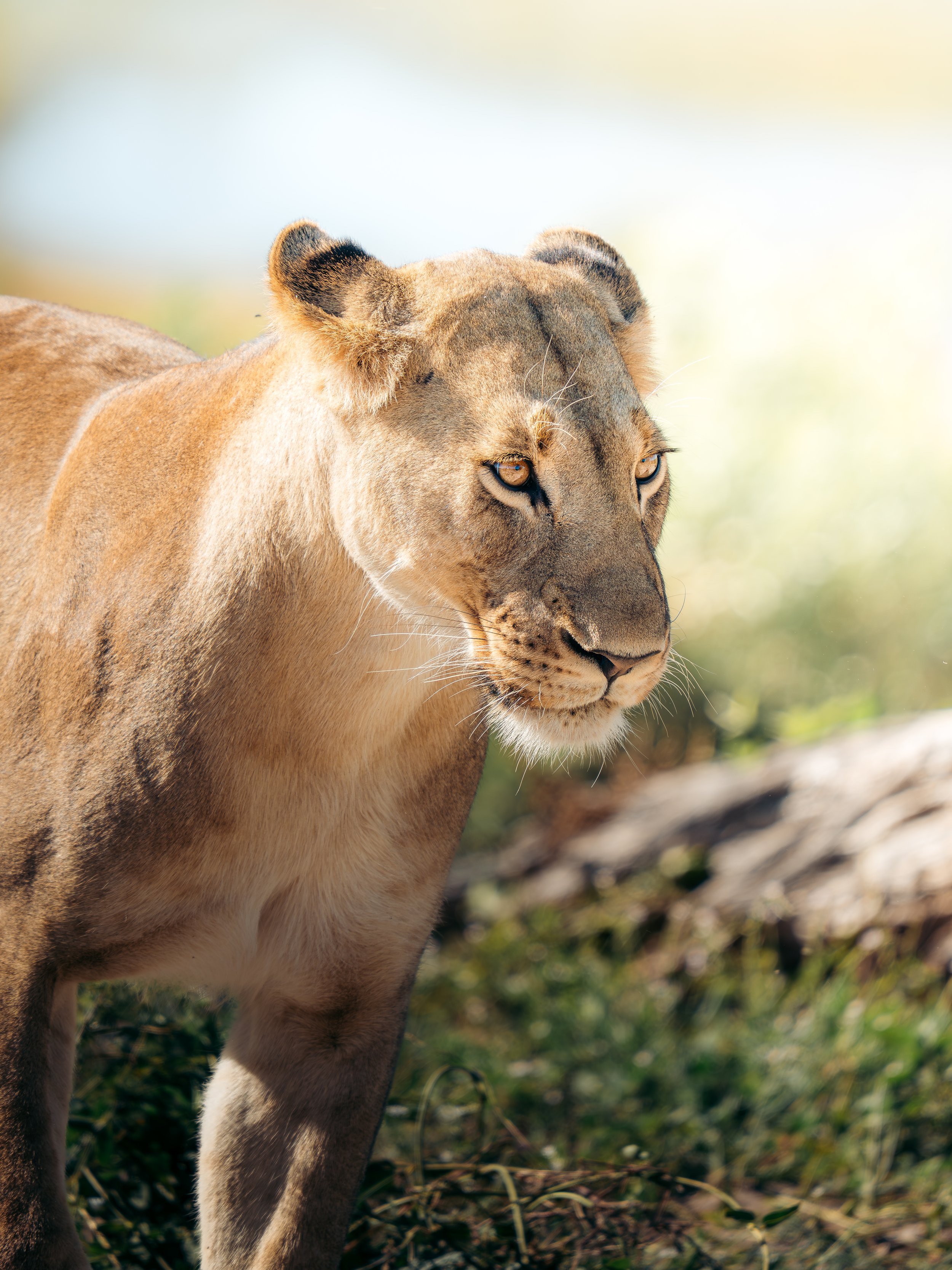 Close-up of a lioness's face and front leg, with a blurred natural background.