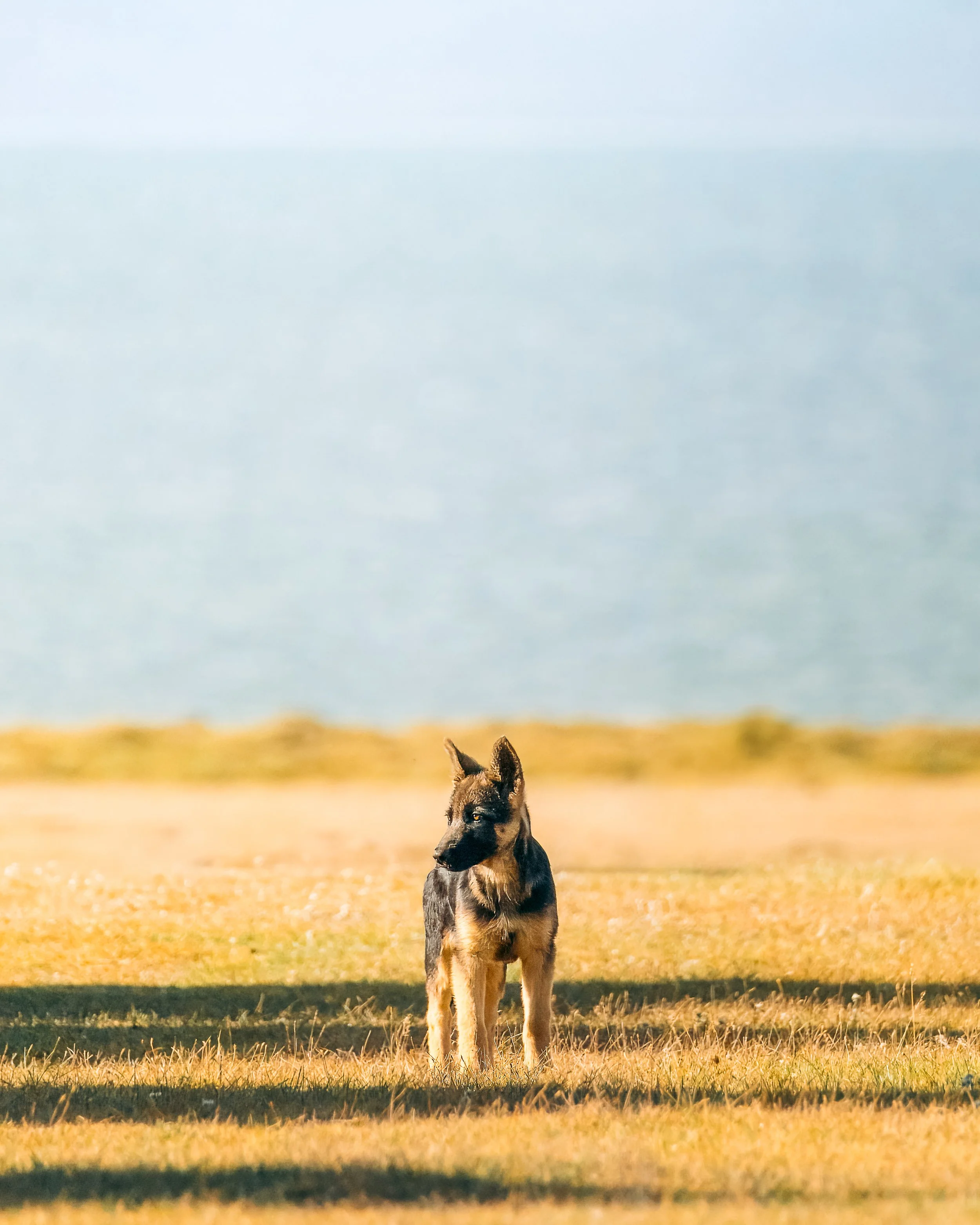 A German Shepherd puppy standing on a grassy field near a body of water with clear sky in the background.
