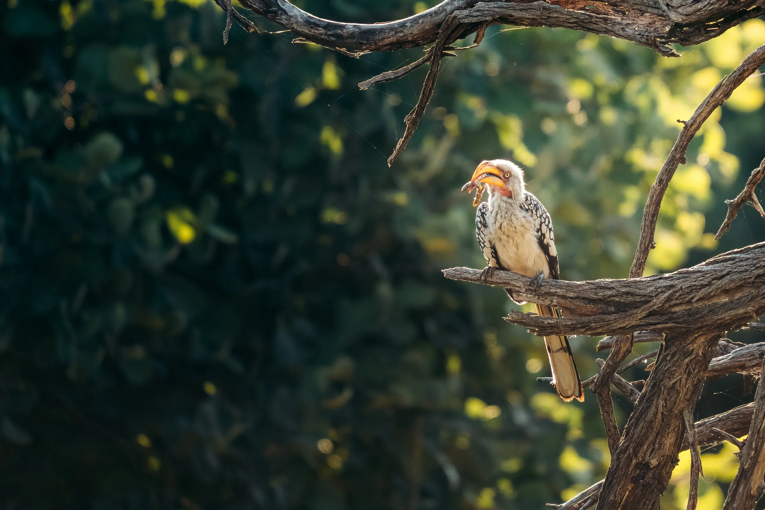 A bird perched on a tree branch with a worm in its beak, in a natural outdoor setting with sunlight filtering through leaves in the background.