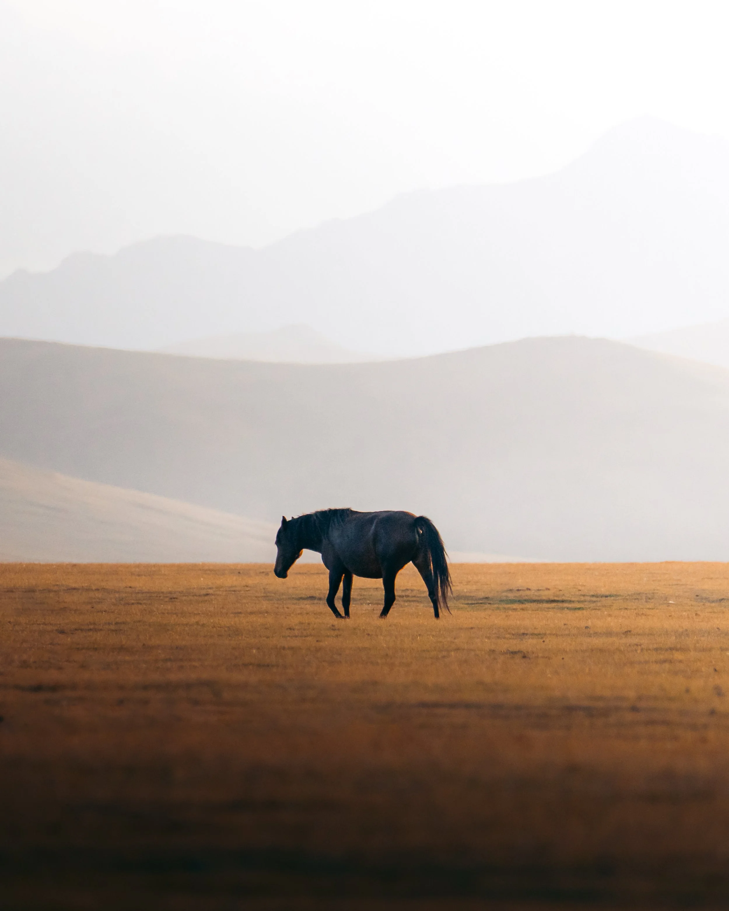 A solitary black horse grazing on a vast open field with mountains in the background under a cloudy sky.
