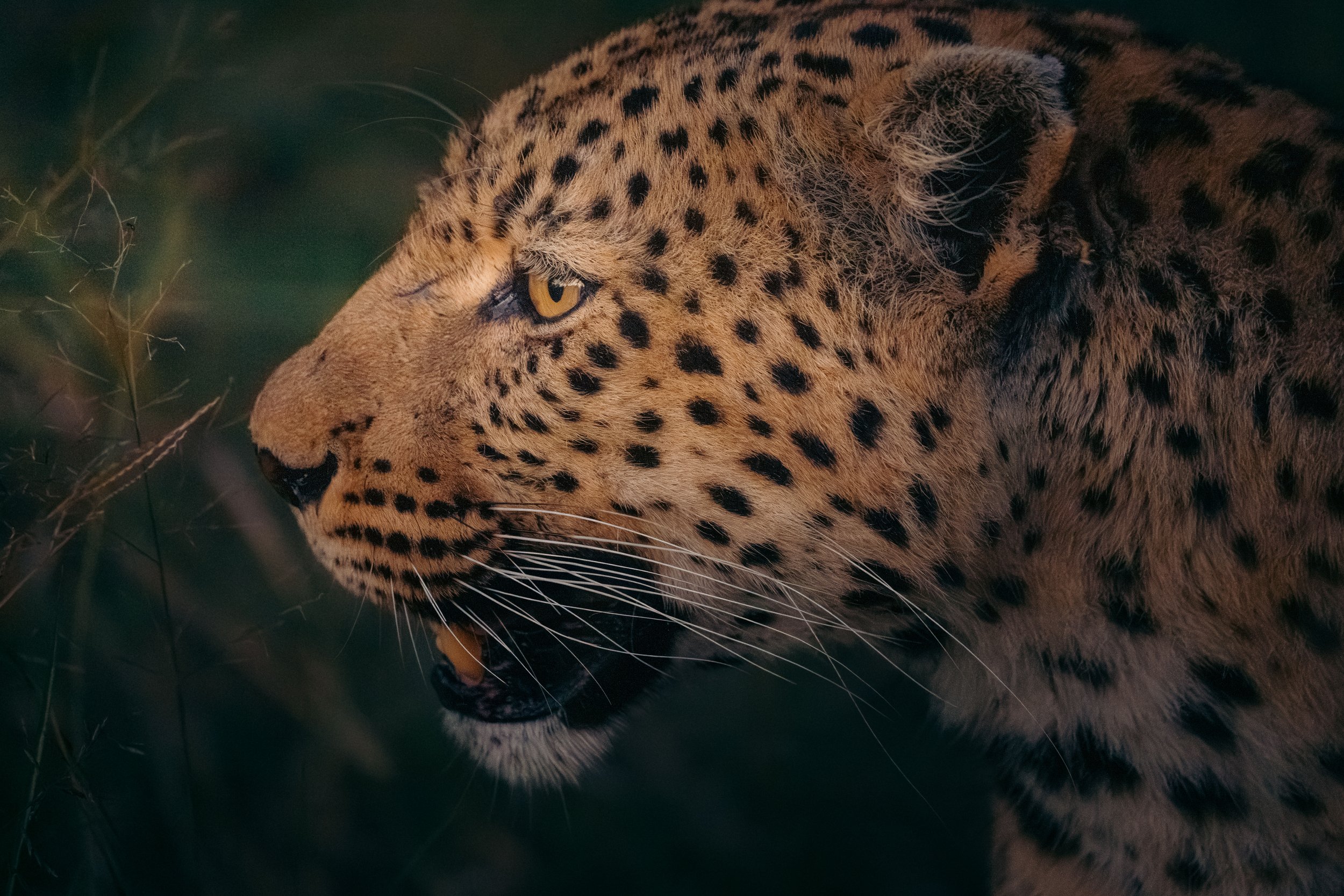 Close-up of a leopard's face resting among grass and foliage, showing detailed spots and yellow eye.