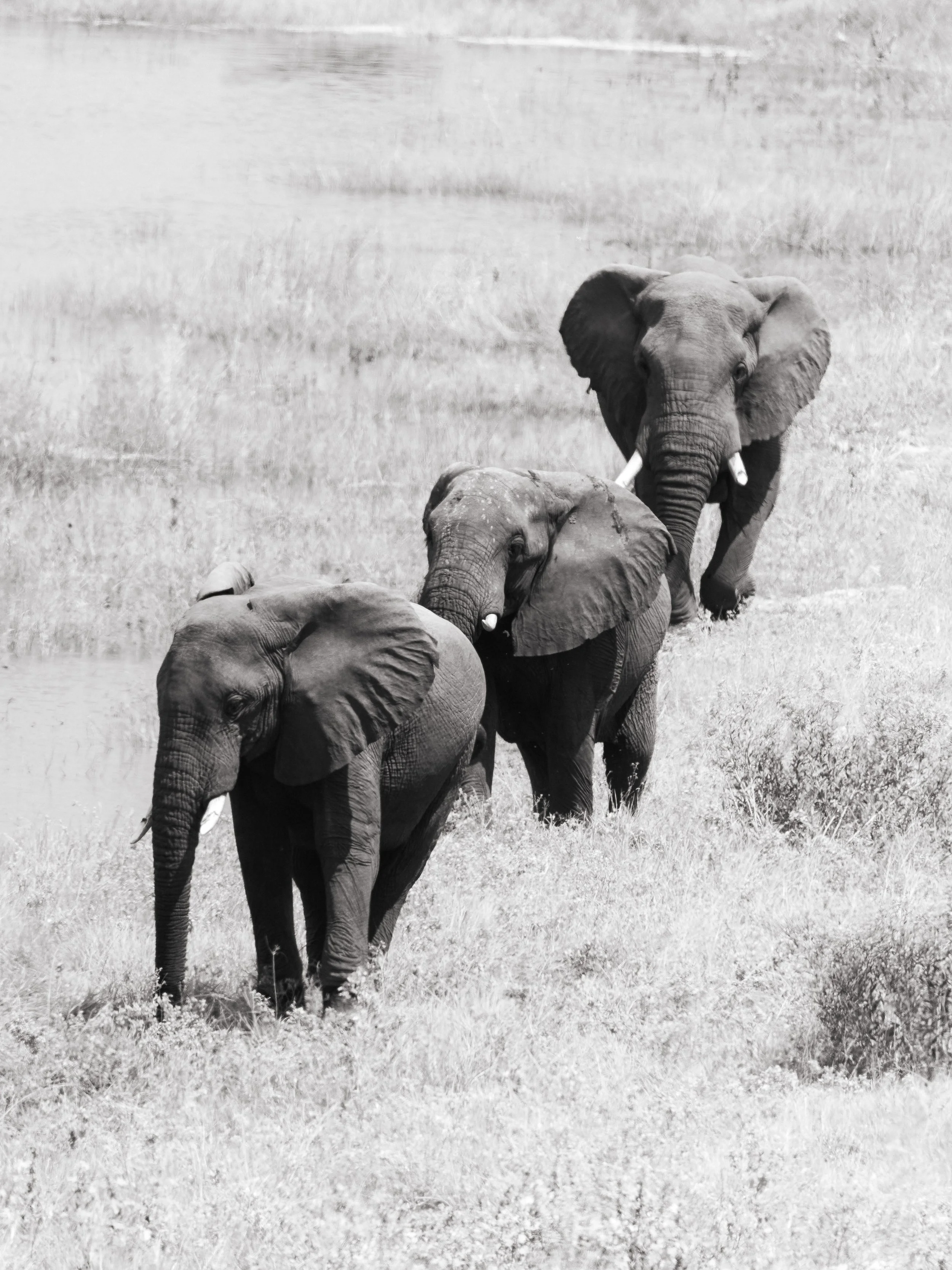 Black and white photograph of three elephants walking across a grassy plain.