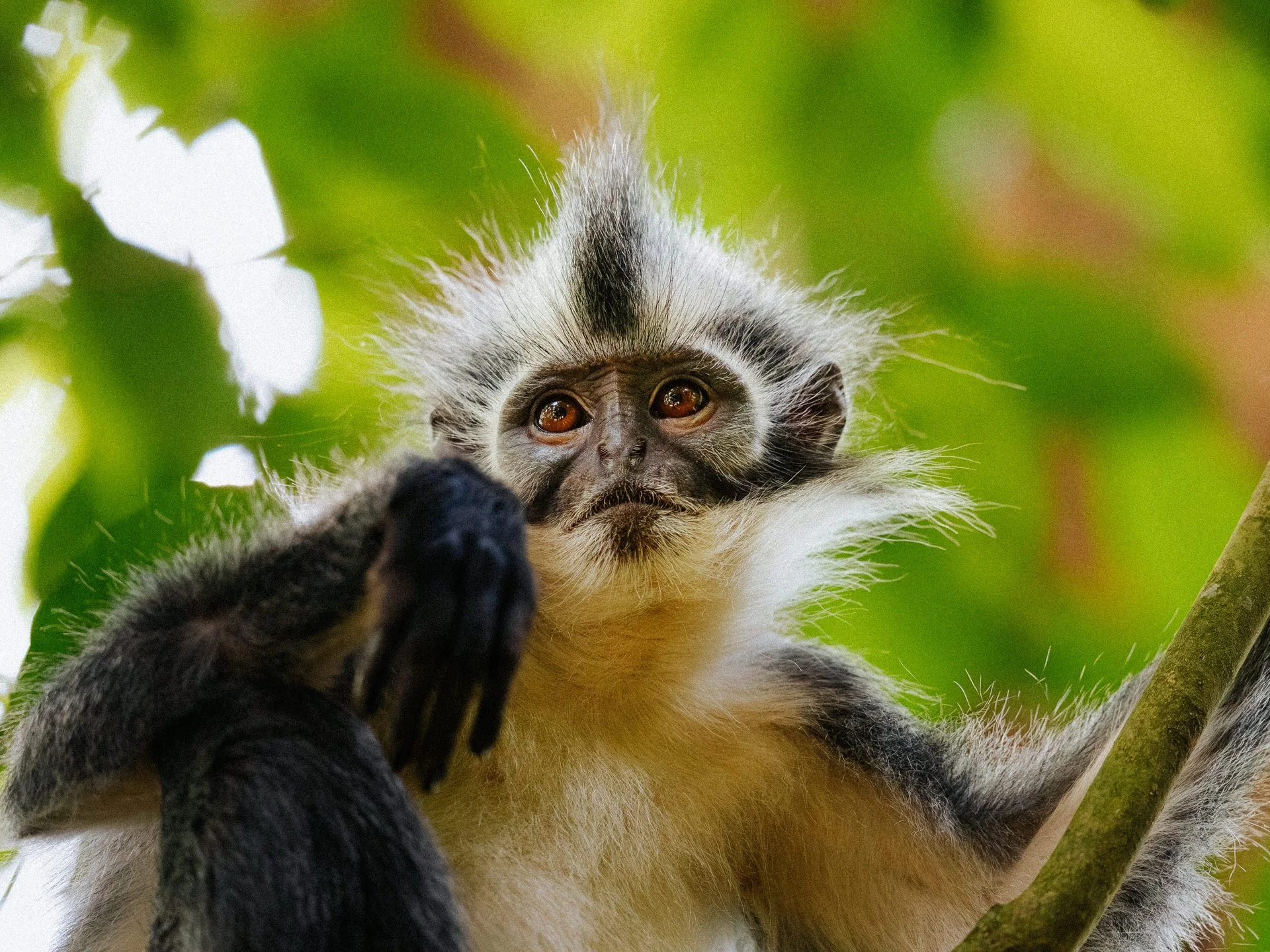 Close-up of a young black and white monkey with expressive brown eyes, holding onto a branch with greenery in the background.