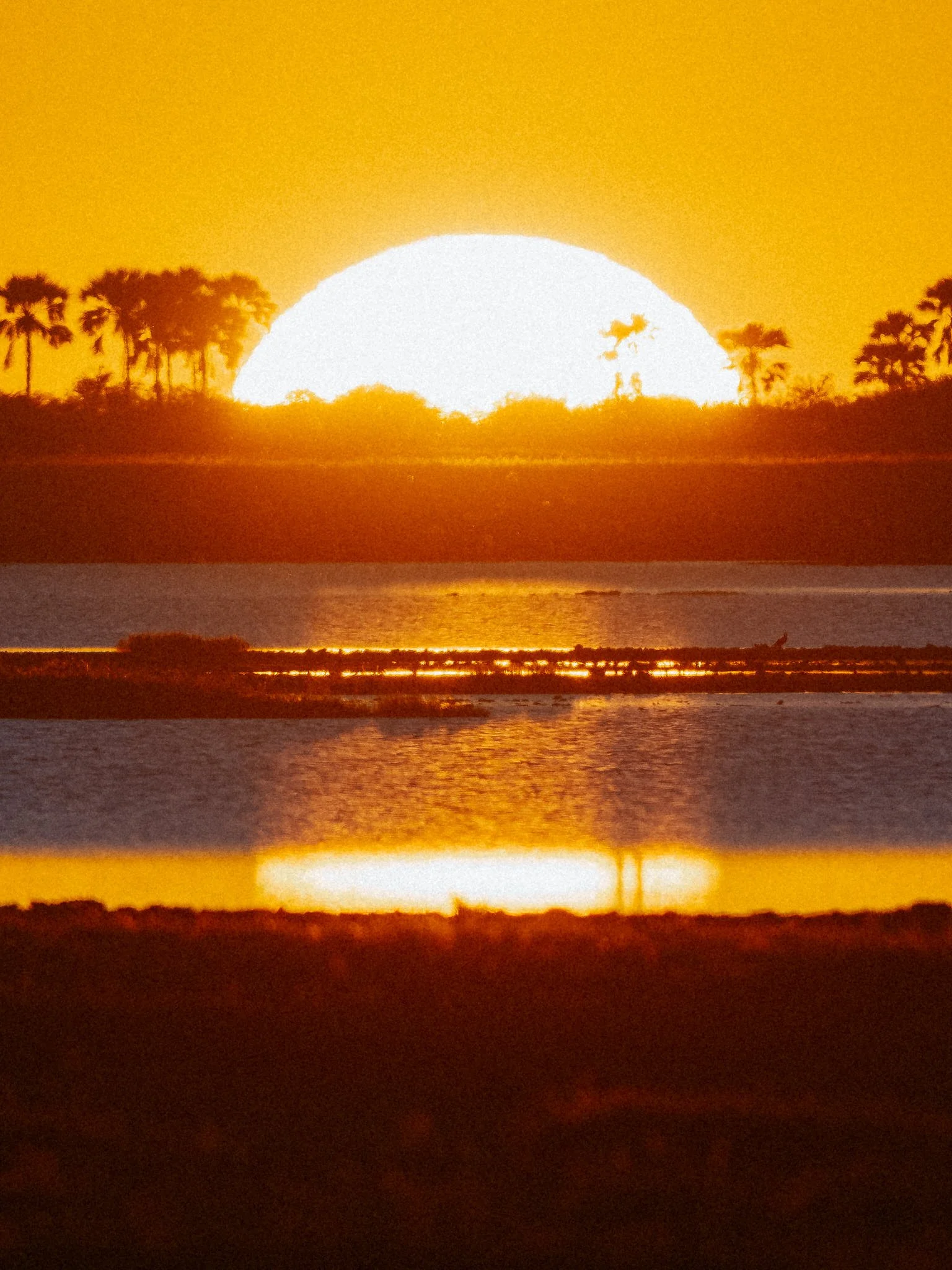 A large bright sun setting over the horizon with silhouettes of trees and water in the foreground.