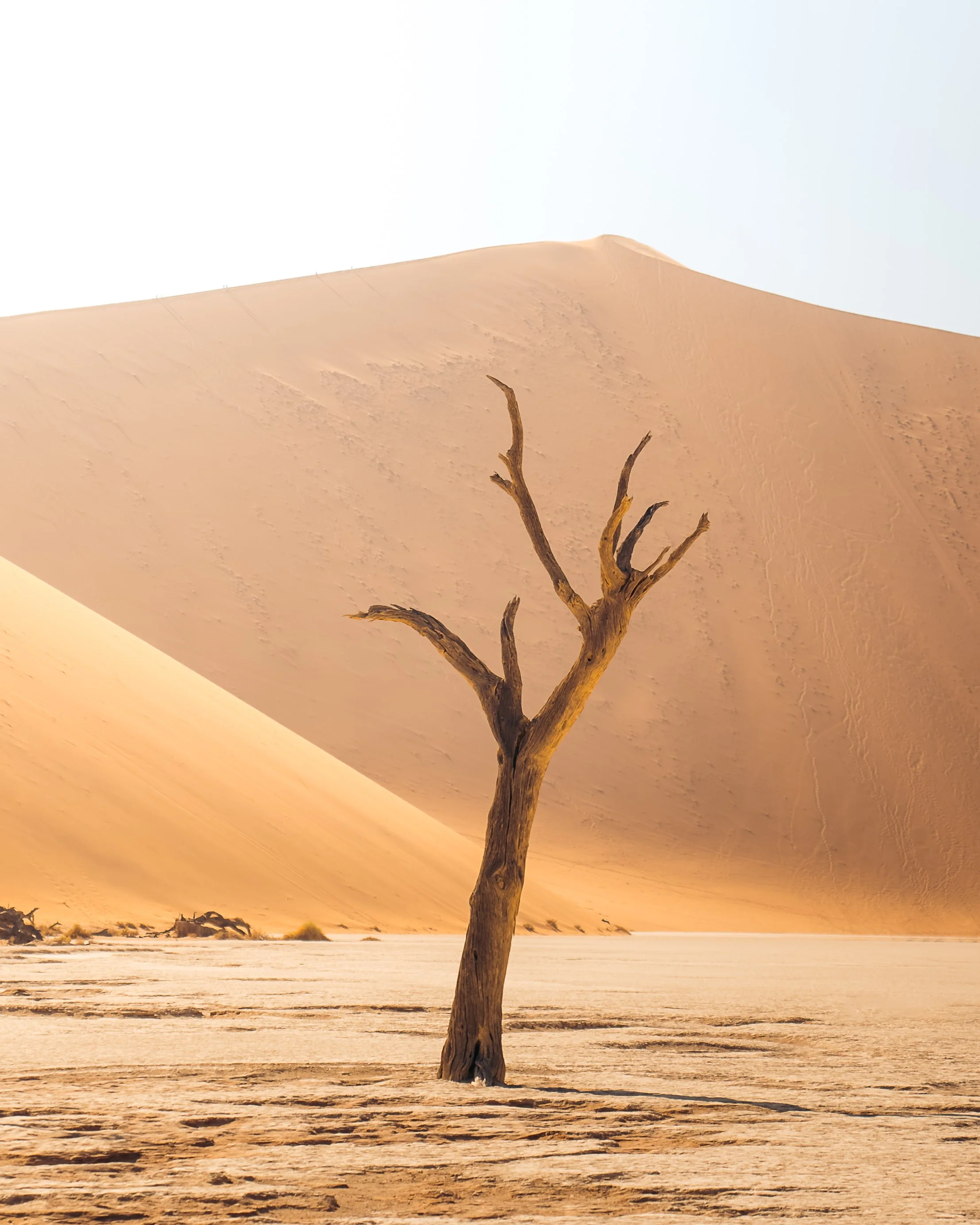 A solitary, leafless tree in a desert with sand dunes in the background.