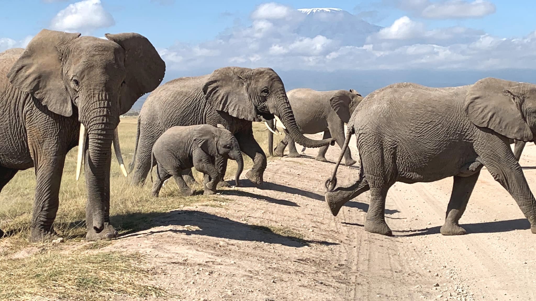A herd of elephants walking across a grassy plain with a mountain in the background.