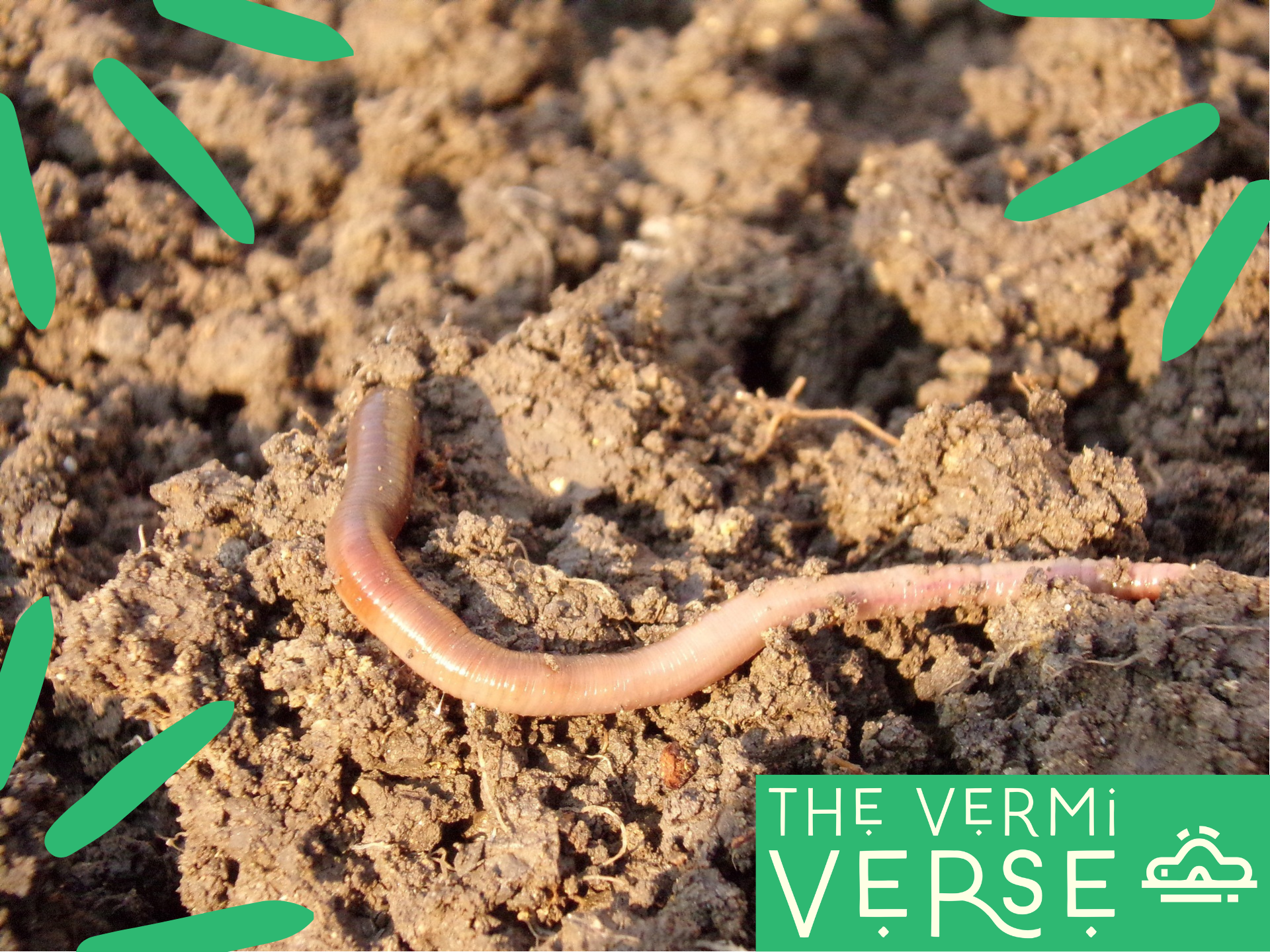 Composting Worms: A Comprehensive guide to Red Wigglers vs European  Nightcrawlers — The Vermi Verse - Waco, TX