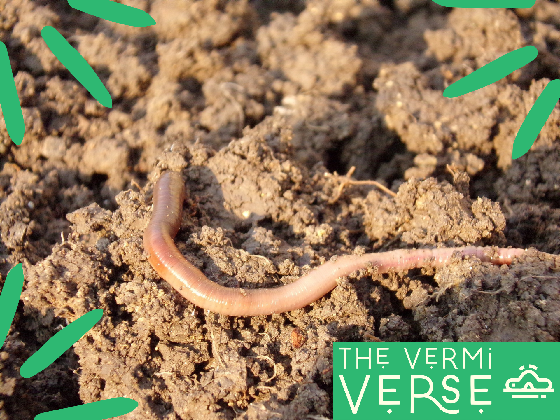 Composting Worms: A Comprehensive guide to Red Wigglers vs