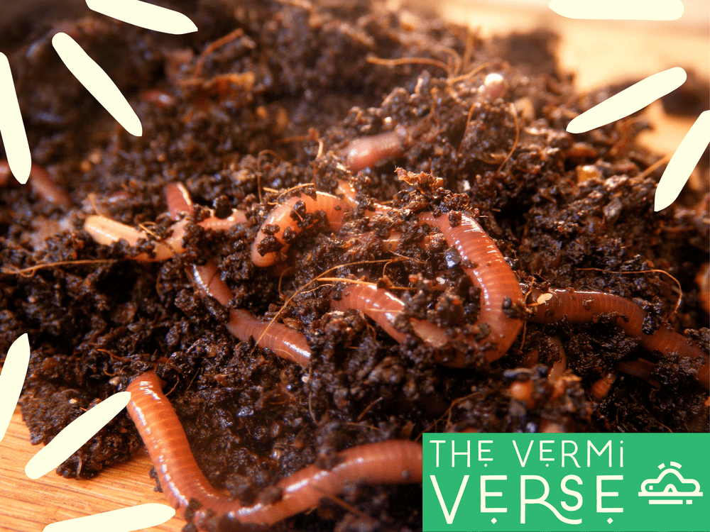 Composting Worms A Comprehensive guide to Red Wigglers vs European