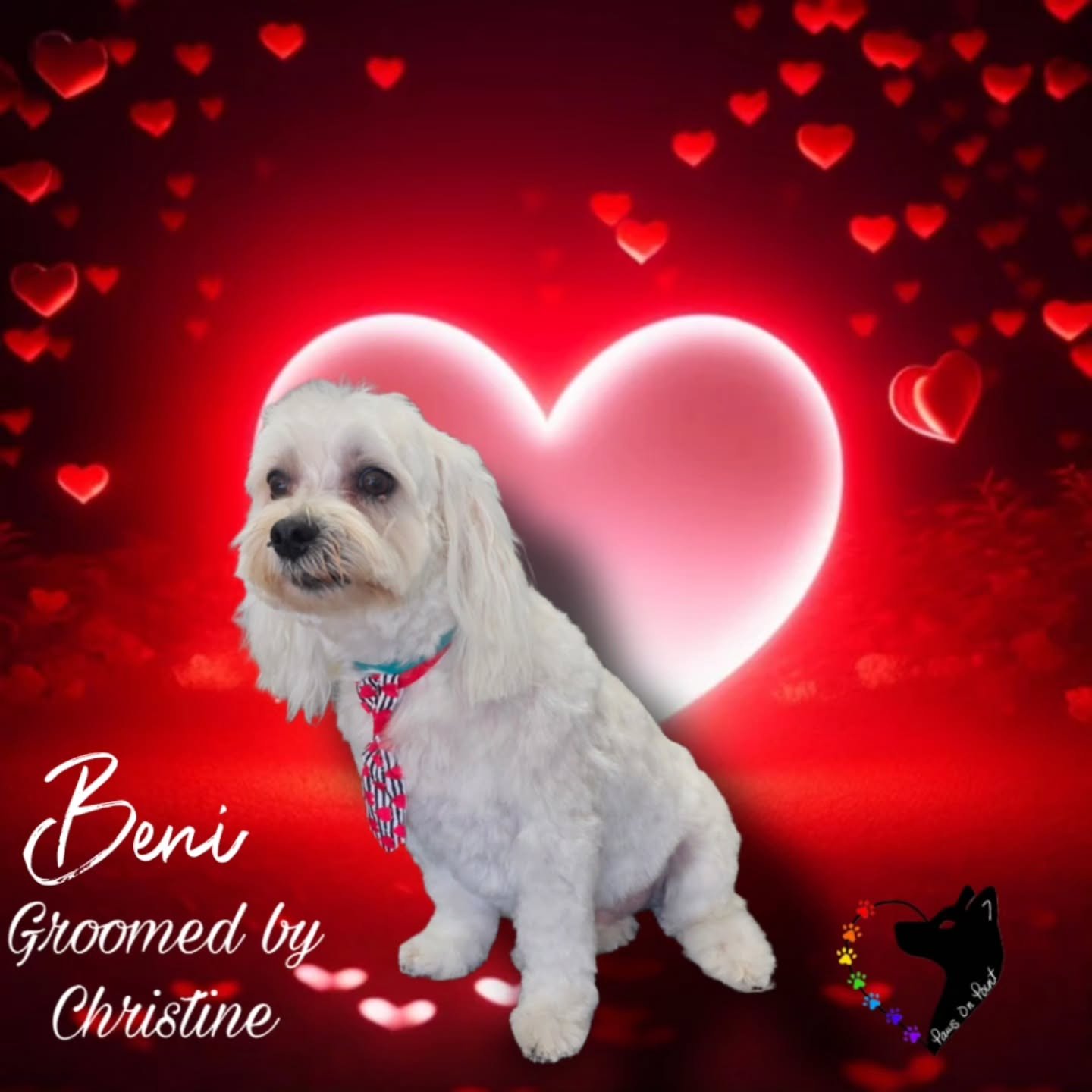 February is for fresh grooms, soft snuggles, and dogs feeling very loved about it. 💕🐾
Don&rsquo;t forget to book your appointment!

#LoveSoftPaws #FreshForFebruary #PamperedPups #DogGroomingLife #HappyDogHappyHuman