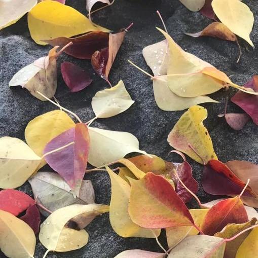 I so can&rsquo;t wait for the colours of autumn to arrive. 
I wish you the most special week full of all those colours you crave most. 

Which ones are those?  #

#autumn #colours #autumncolours🍂🍁 #autumnvibes #wishes #wishesfulfilled #autumninsydn