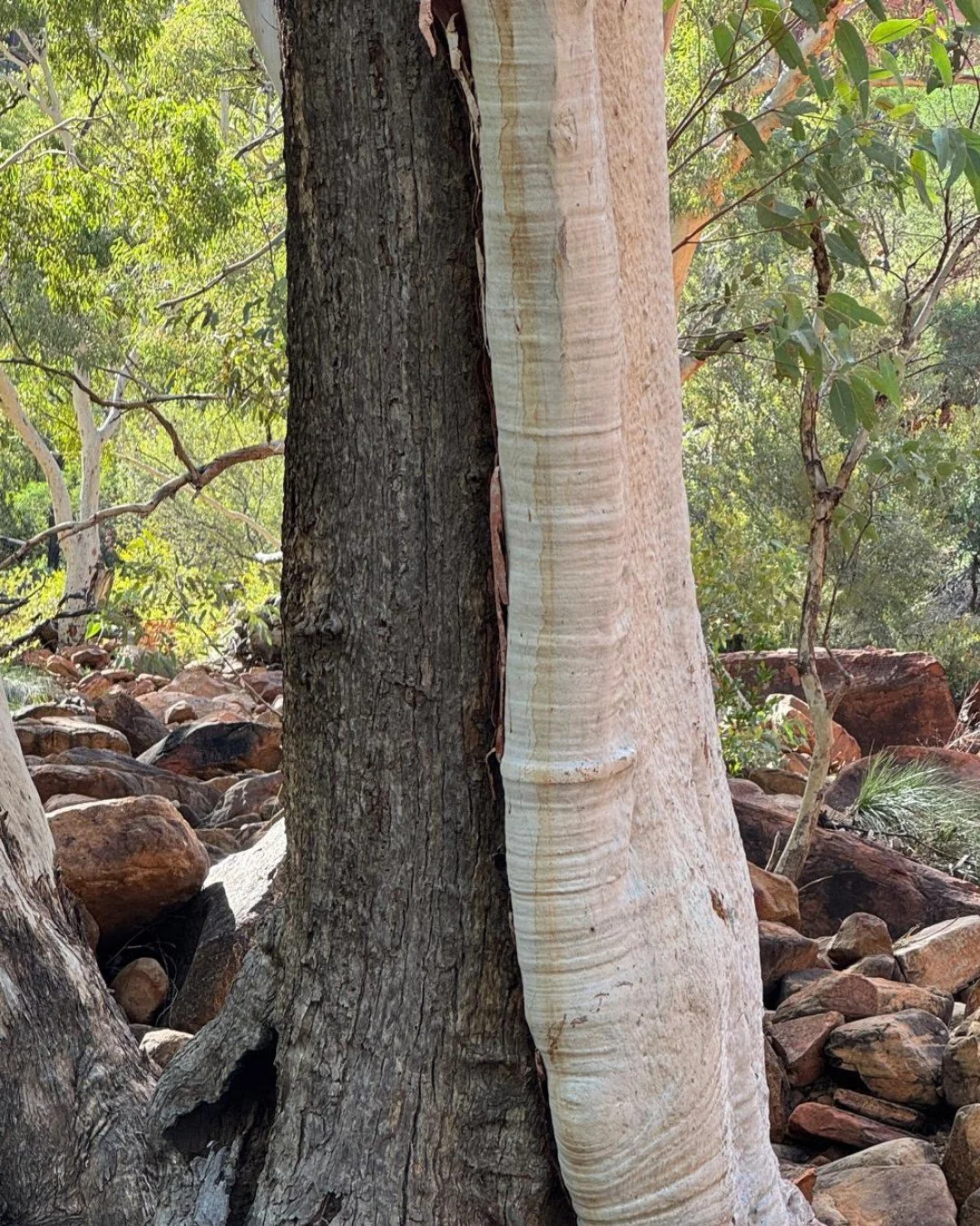 Two trees, one embrace.

Nature quietly reminds us that difference can coexist - closely, harmoniously, even beautifully.

I&rsquo;m always struck by the way contrast lives so naturally in the bush: dark and light, smooth and textured, soft and s