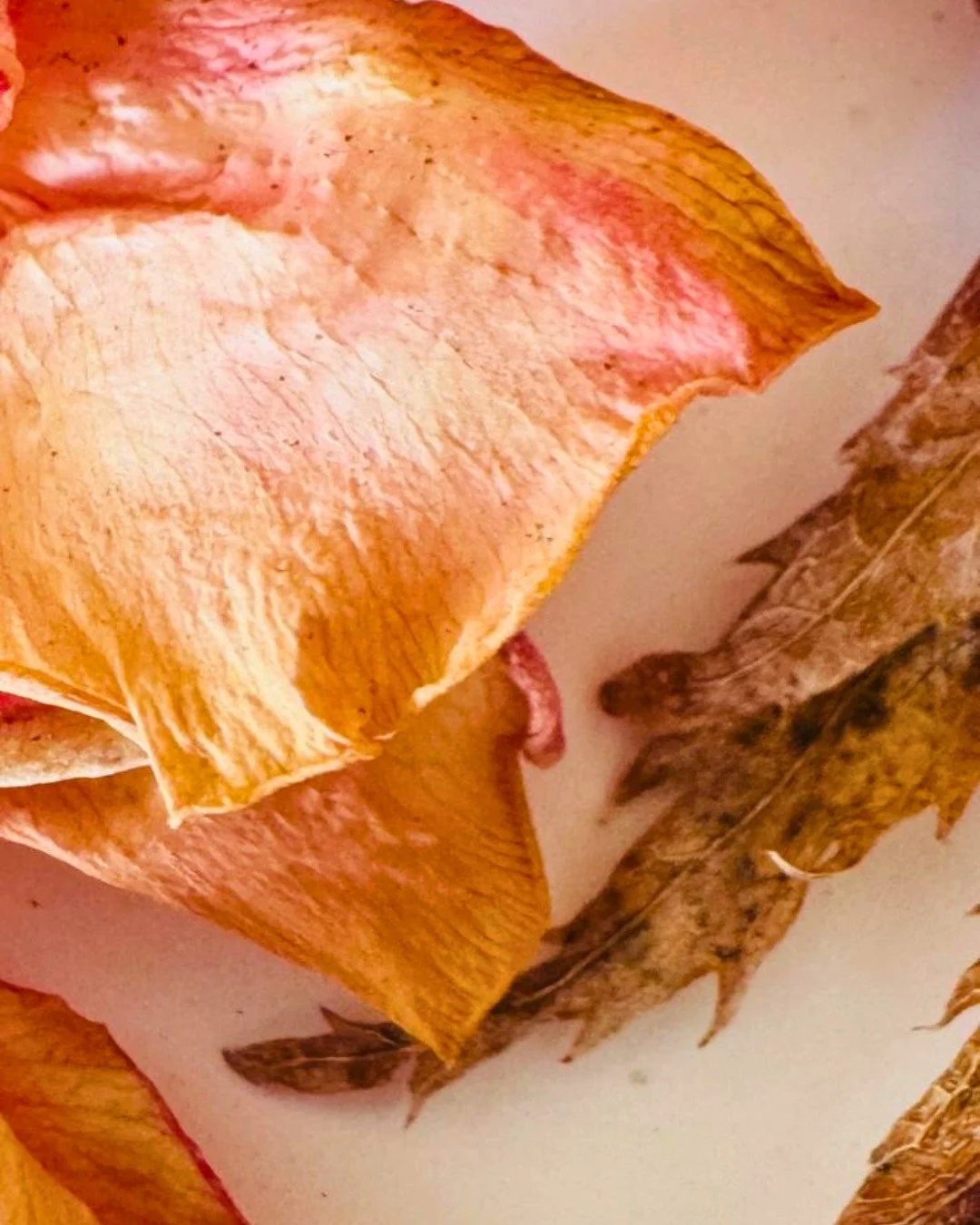 Sometimes the studio begins long before the painting.

Collecting small fragments&hellip; dried petals, leaves, pieces that have travelled through time and weather. I often place them together on my table and simply look. The colours, the shapes, t