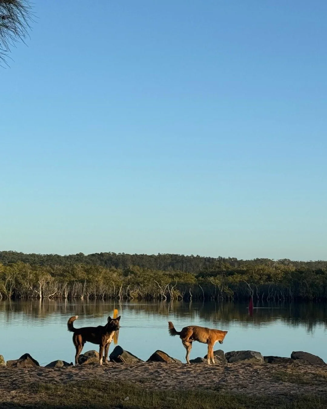 There is something so grounding about being in nature&hellip;
especially with animals by your side.

They don&rsquo;t rush.
They don&rsquo;t question.
They simply are.

Watching them move, explore, pause&hellip;
it reminds me how much we can 