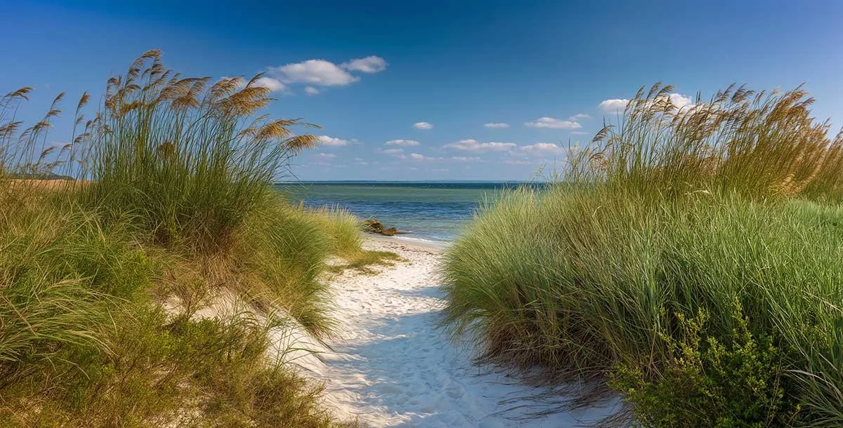 Summer beach path