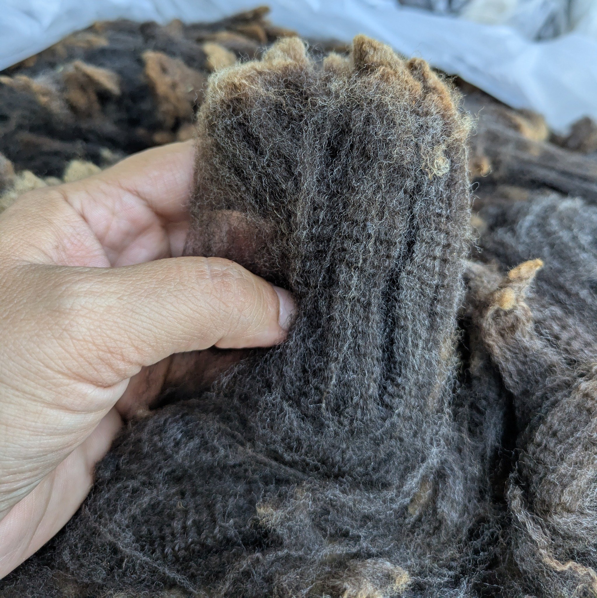 I always restock my supply of outstanding fleece from the Fleece Show at Black Sheep Gathering, and I picked up some truly lovely fine wools this year. Up first are two squooshy Merino x Corriedale crosses, one black, one white, from @grazing_dry_cre