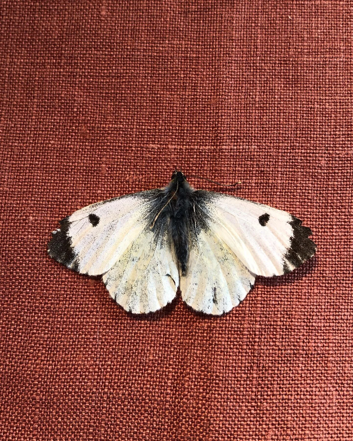 Ma derni&egrave;re trouvaille, sur un plan de tomates &agrave; Kellie Castle, @ntskelliecastle, le plus surprenant c&rsquo;est que c&rsquo;est le dos des ailes le plus d&eacute;cor&eacute; ! #papillon #butterfly