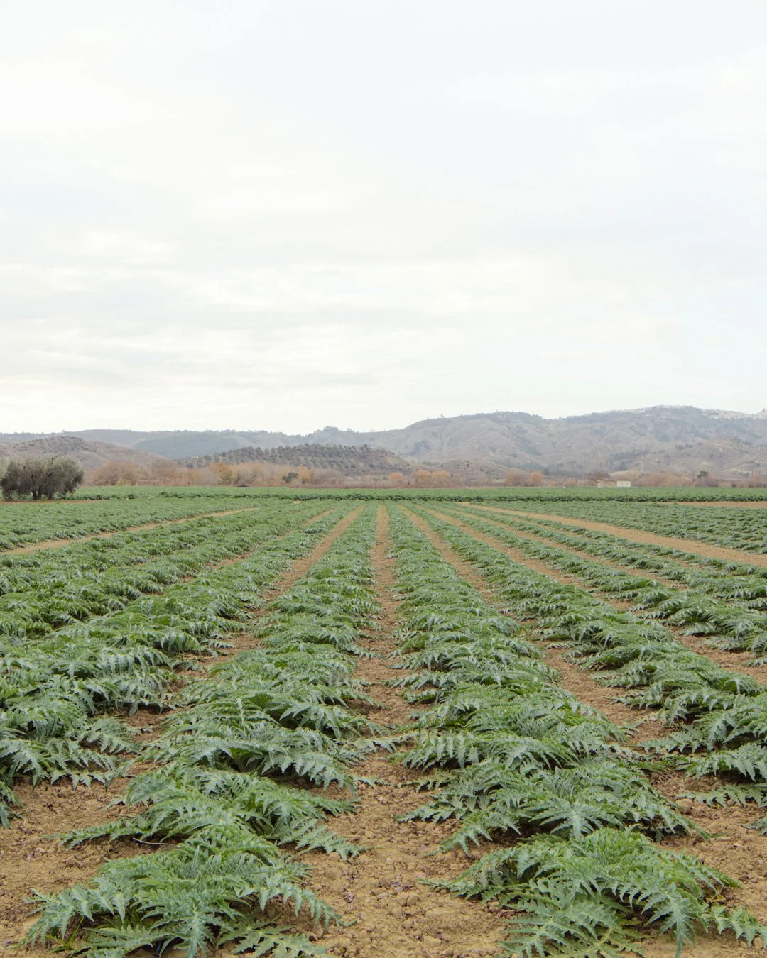 Arcipelago Italia . Basilicata . 2018

for
@labiennale 
@mario_cucinella_architects
