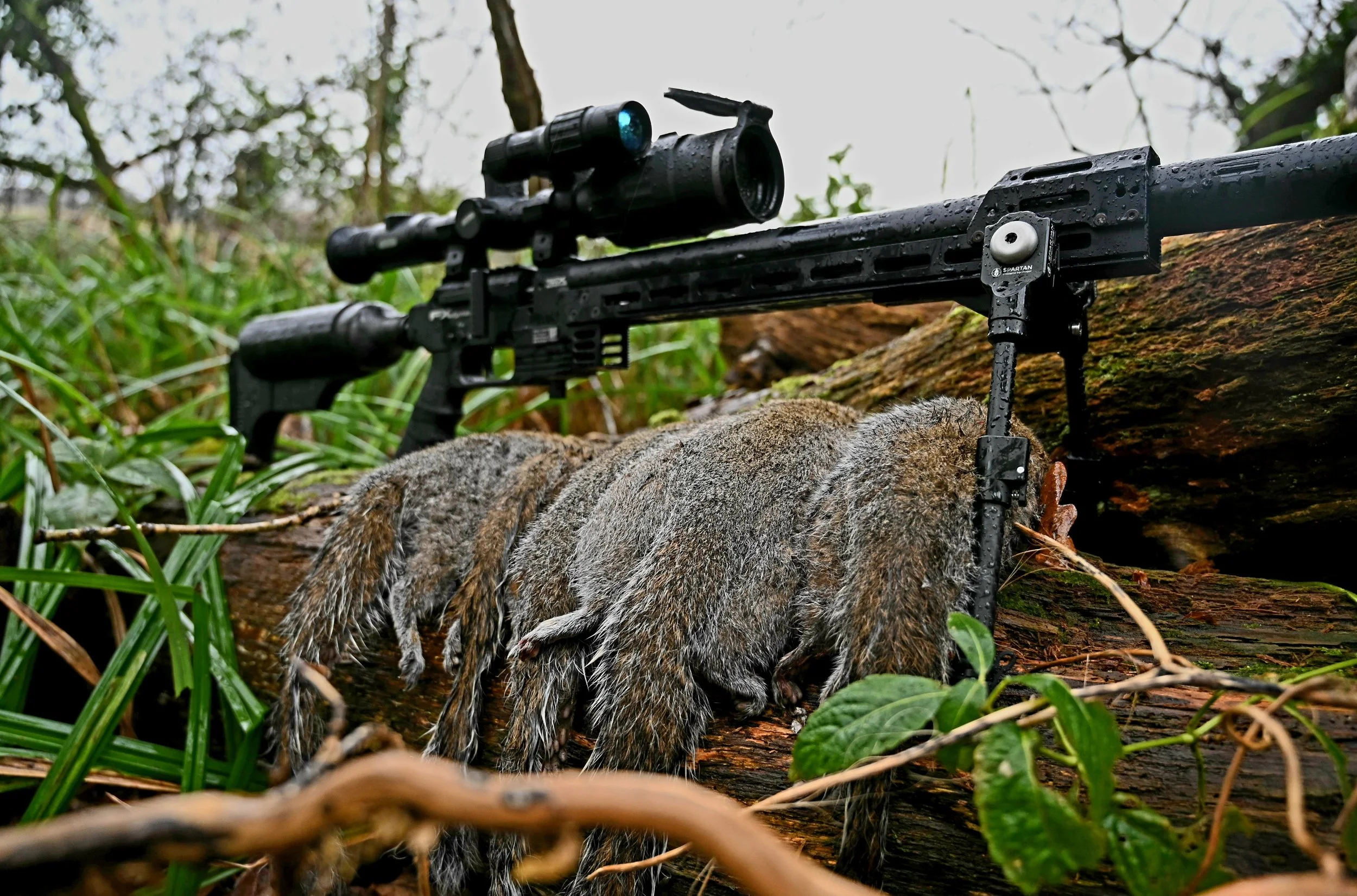 GREY SQUIRREL CONTROL