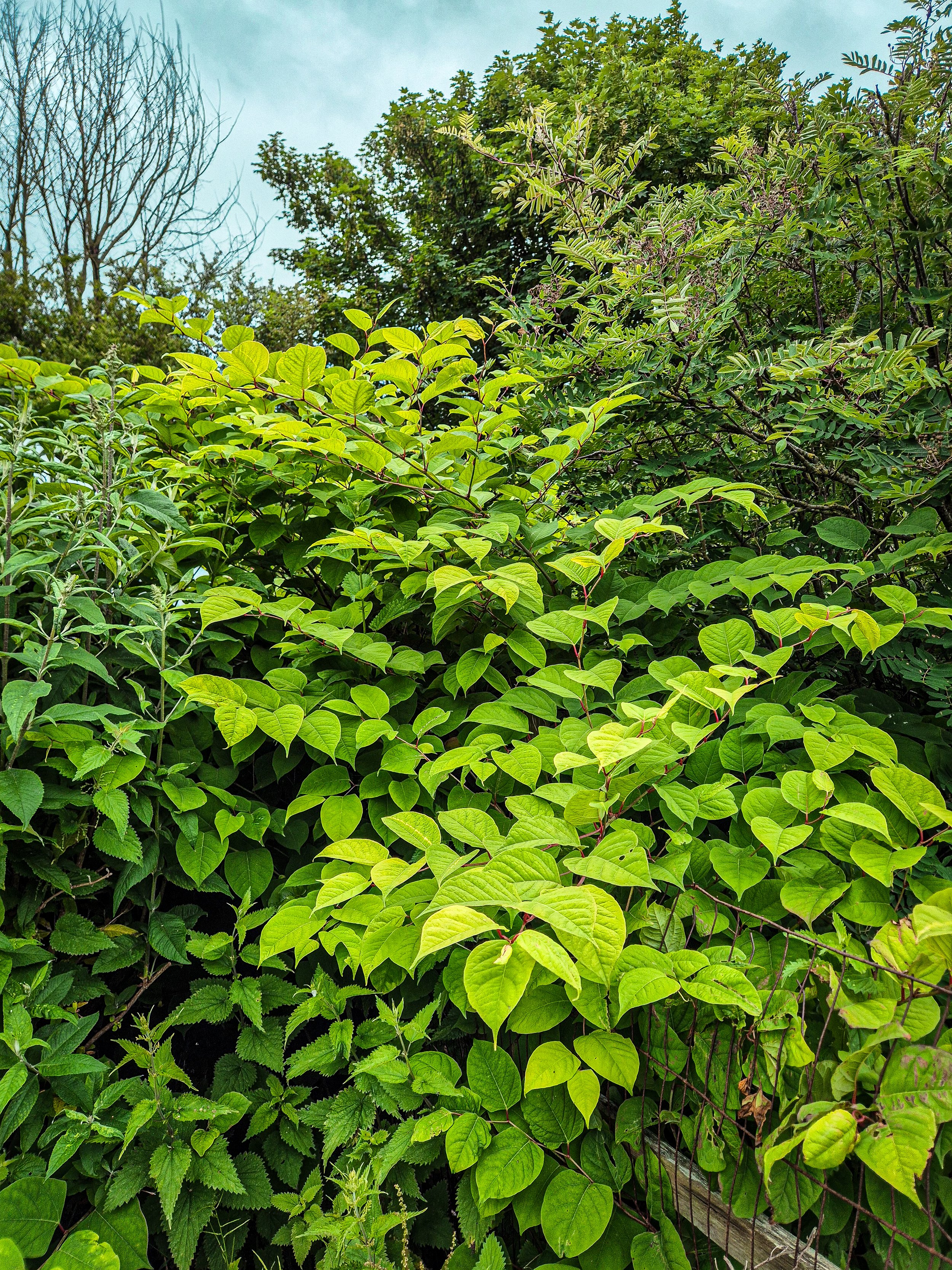 JAPANESE KNOTWEED