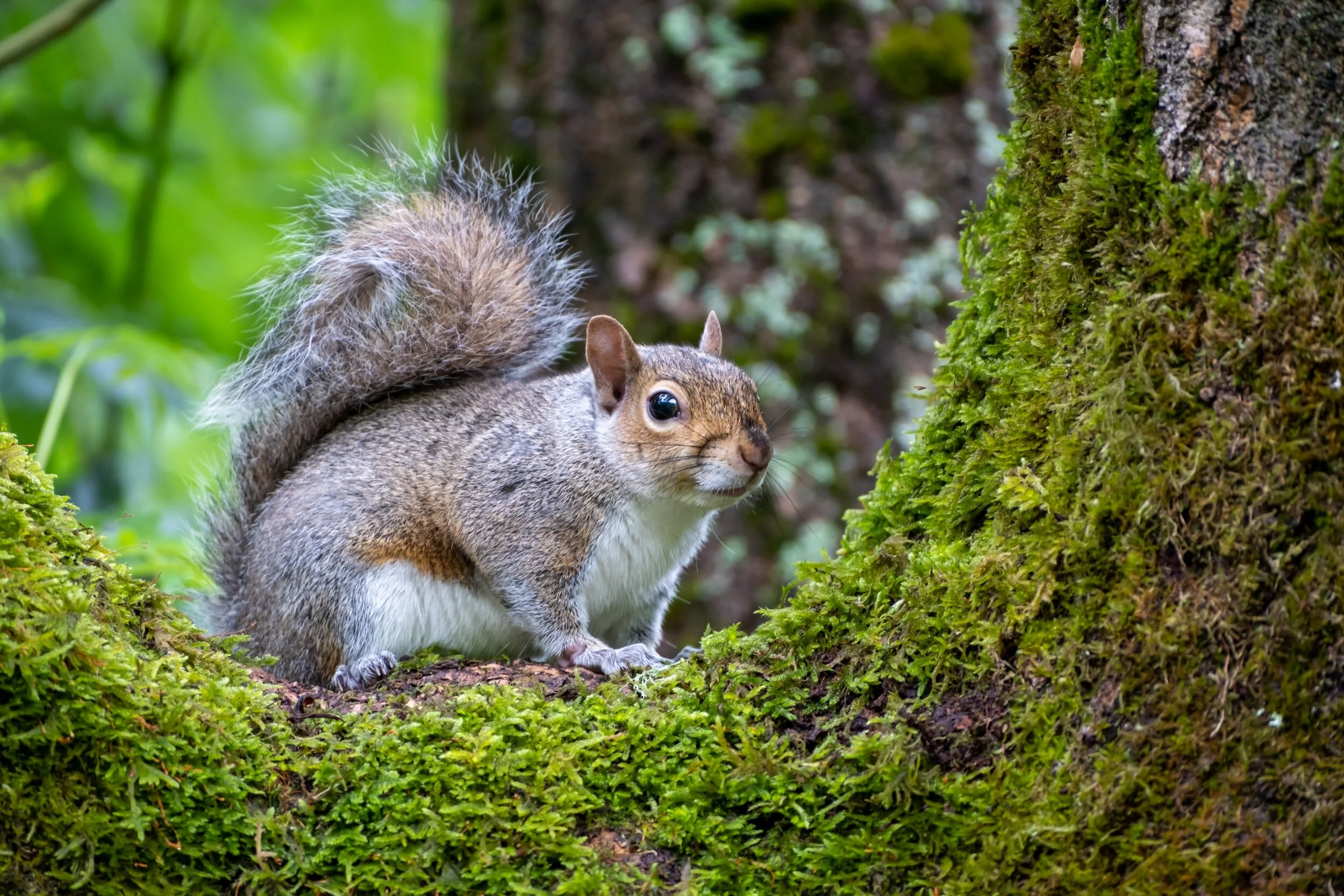WS3: Squirrel control and management