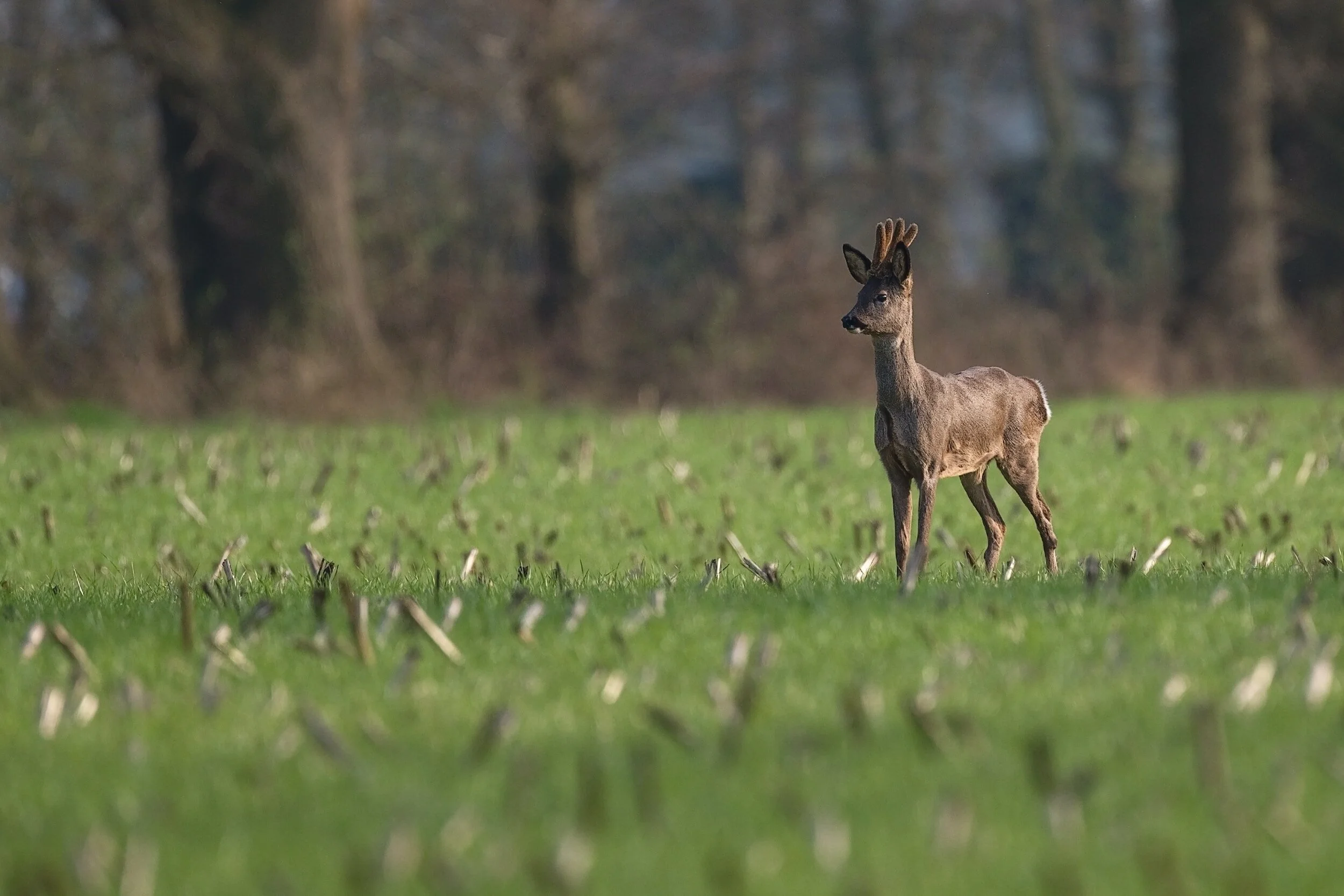 Deer standing on green field with blurred forest background