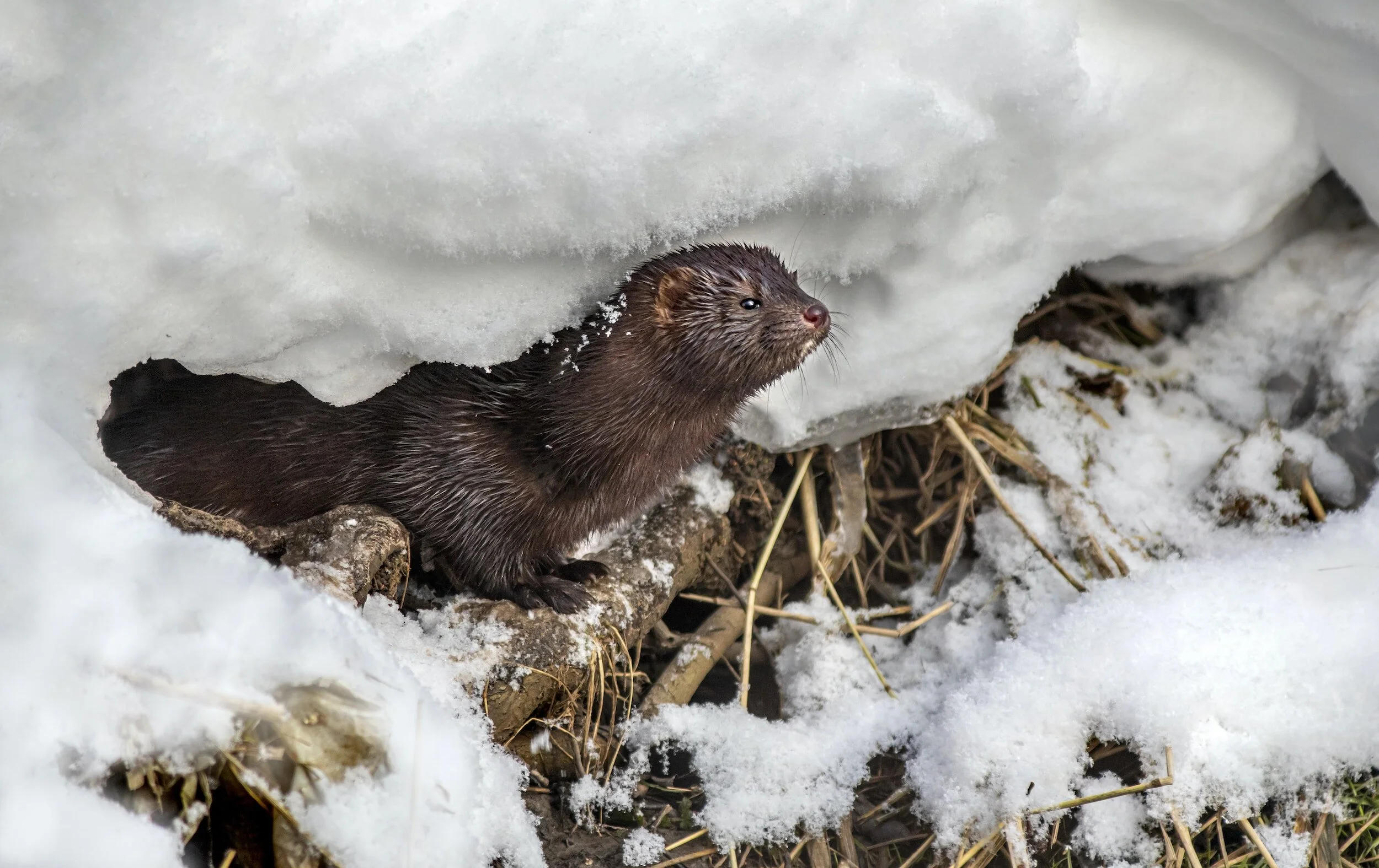 american mink control management culling surveying services